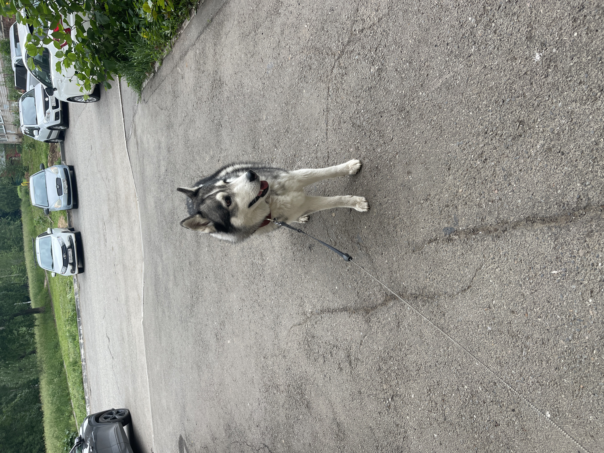 A Siberian Husky dog stands on an asphalt paved surface. The dog is facing to the right of the frame and has its mouth open, with its tongue visible. The dog is wearing a red collar and is attached to a thin leash. The leash extends out of the frame to the left. In the background, several cars are parked on the side of the street. The cars appear to be on a paved surface adjacent to a grassy area. The environment appears to be a residential area.
