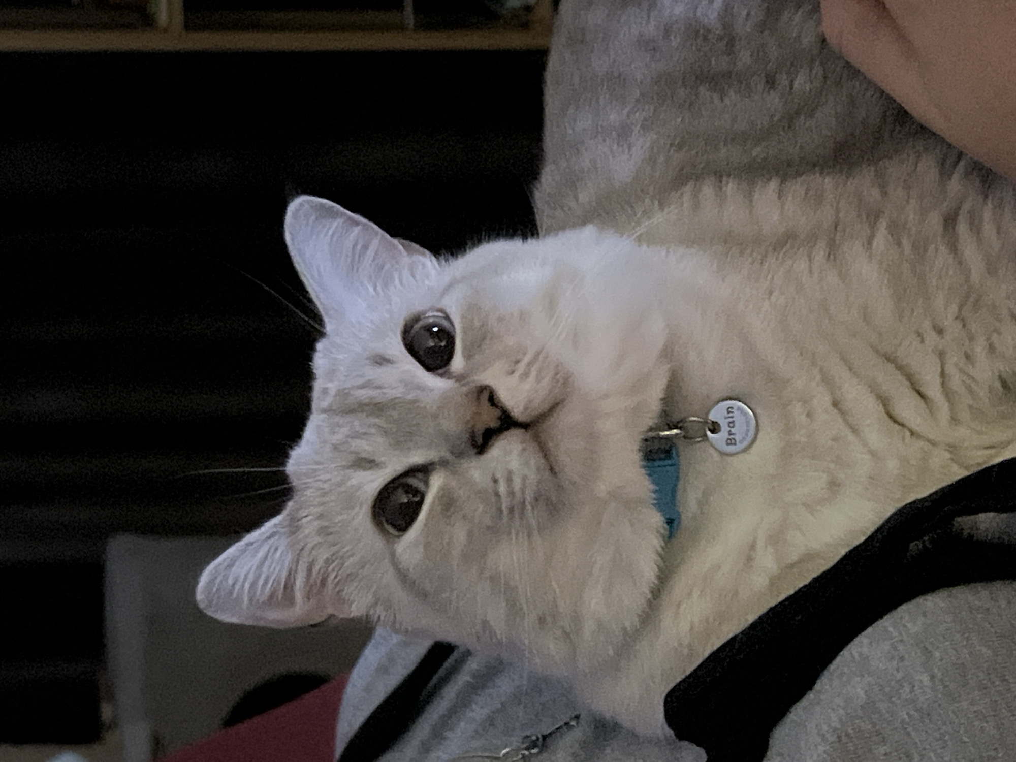 A light-colored cat, possibly a silver tabby, is depicted in a medium-close-up shot, looking upwards and to the right. The cat has pale grey and cream-colored fur with subtle stripe patterns, dark eyes reflecting ambient light, a small pink nose, and visible whiskers. It wears a blue collar with a circular silver identification tag hanging from it, clearly engraved with the name "Brain". The cat appears to be resting on or near a person, indicated by grey fabric (possibly clothing) and a black strap on the left side of the frame, and a sliver of what appears to be human skin tone at the bottom right. The background is predominantly dark and out of focus, with hints of a dark grey object on the left and a vertical brown structure on the far right, suggesting an indoor setting with low or selective lighting. The location is Unknown, Unknown.