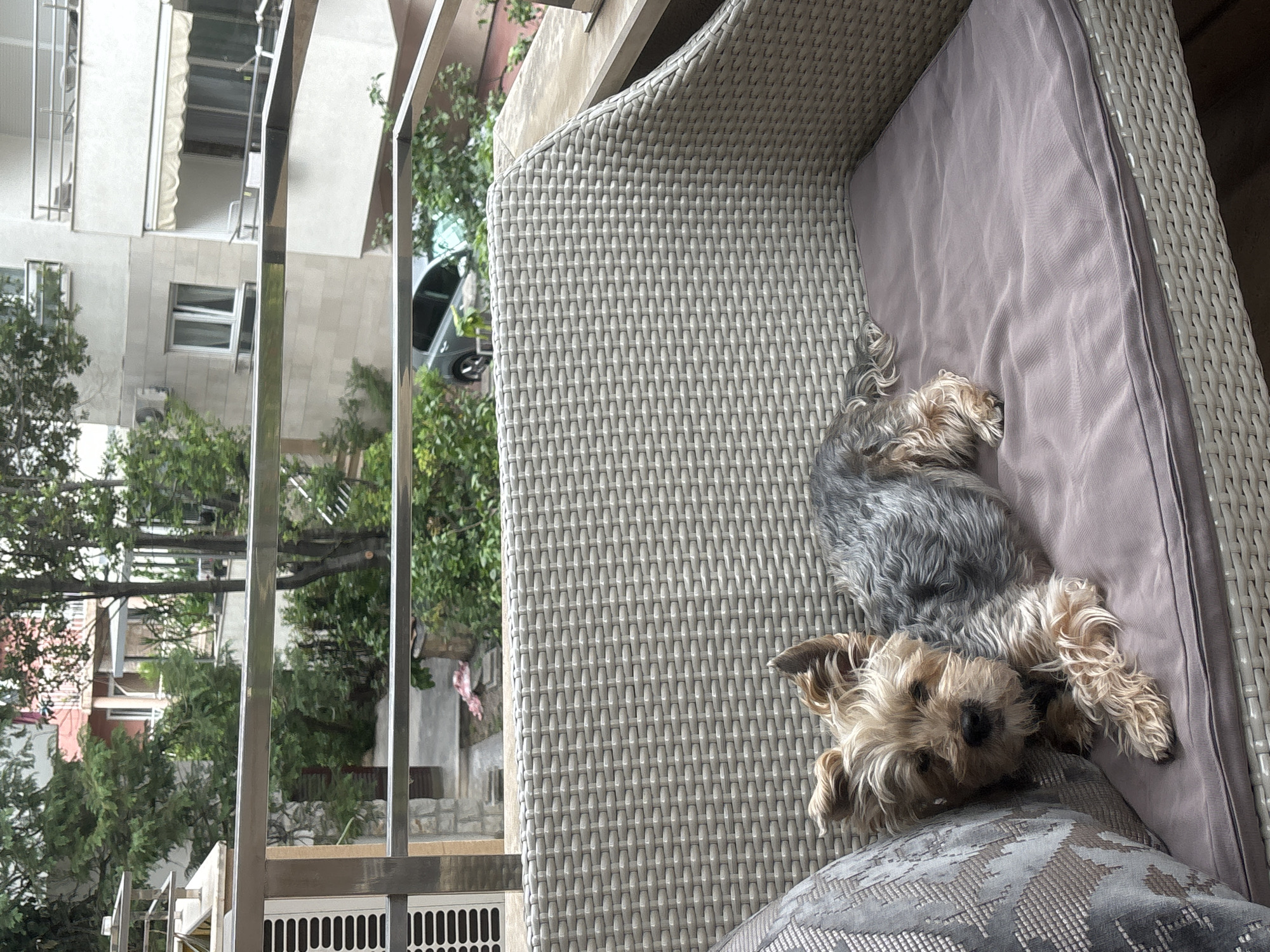 A medium shot shows a small dog on a wicker patio chaise with a gray cushion. The dog, tan and gray in color, is lying on its back with its paws in the air. In the background, an urban environment is visible through the patio railing. The location is likely in Budva, Montenegro, given the architectural style and vegetation. A car is visible among the buildings.