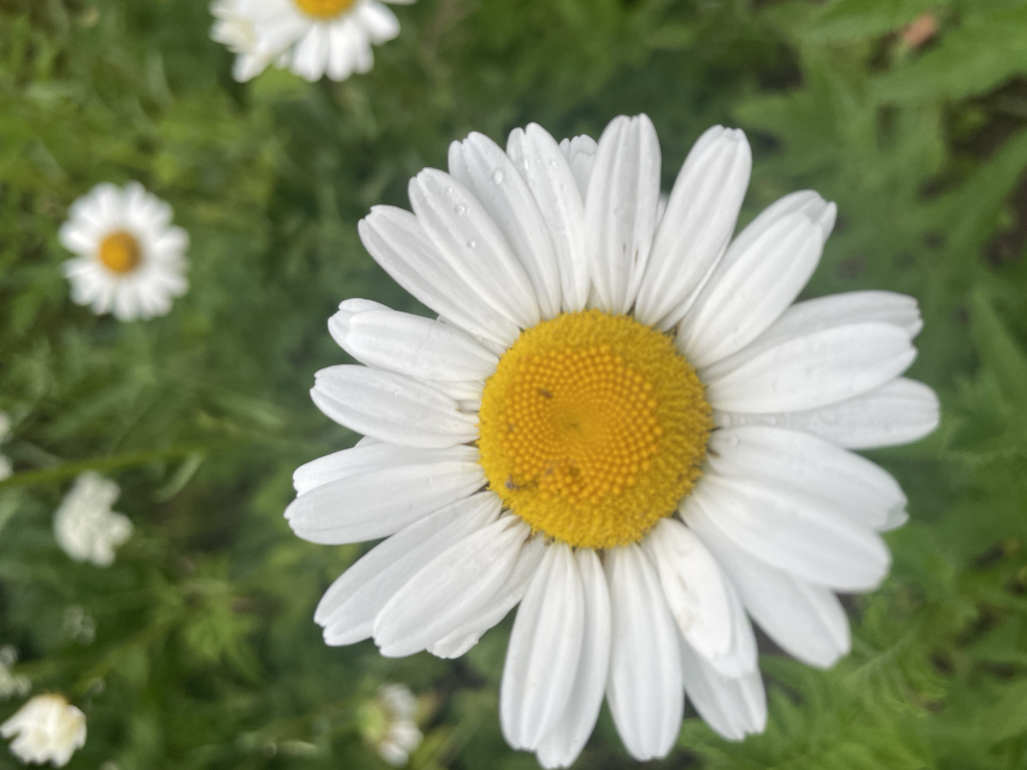 A close-up shot focuses on a single, white daisy with a bright yellow center. The petals are delicate and slightly wet, with small water droplets visible on some of them. In the center of the daisy, there are a few tiny insects. The background is a soft blur of green foliage, with other out-of-focus daisies scattered throughout. The lighting suggests it is daytime, possibly after a light rain. The image does not contain any elements that suggest a specific location in Aropakkuzi, Russia.