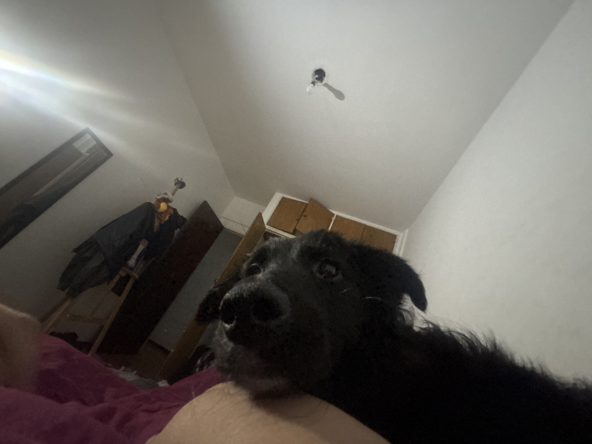 A close-up, low-angle shot features a black, medium-sized dog with shaggy fur, lying or resting next to a person indoors in Buenos Aires, Argentina. The dog's head, facing slightly left, occupies the right foreground, with its dark eyes looking upwards and its snout prominent. Part of a person's bare leg or arm is visible in the bottom center, serving as a resting place for the dog.
The background shows a simple interior with white or light-colored walls and ceiling. A bare light bulb is visible in a fixture on the ceiling, casting a soft glow. A bright light source, possibly from a window or another lamp, creates a lens flare on the upper left ceiling. To the left, dimly lit wooden furniture or a door frame, possibly a wardrobe or cabinet, is partially visible, with what appears to be clothes hanging on a rack or a ladder. The bedding or blanket in the immediate foreground is a deep purple or maroon color.
The scene captures a calm, intimate moment, likely in a bedroom, with the dog appearing attentive or curious. The lighting suggests it might be evening or night, or a room without strong natural light. There is no visible text in the image.