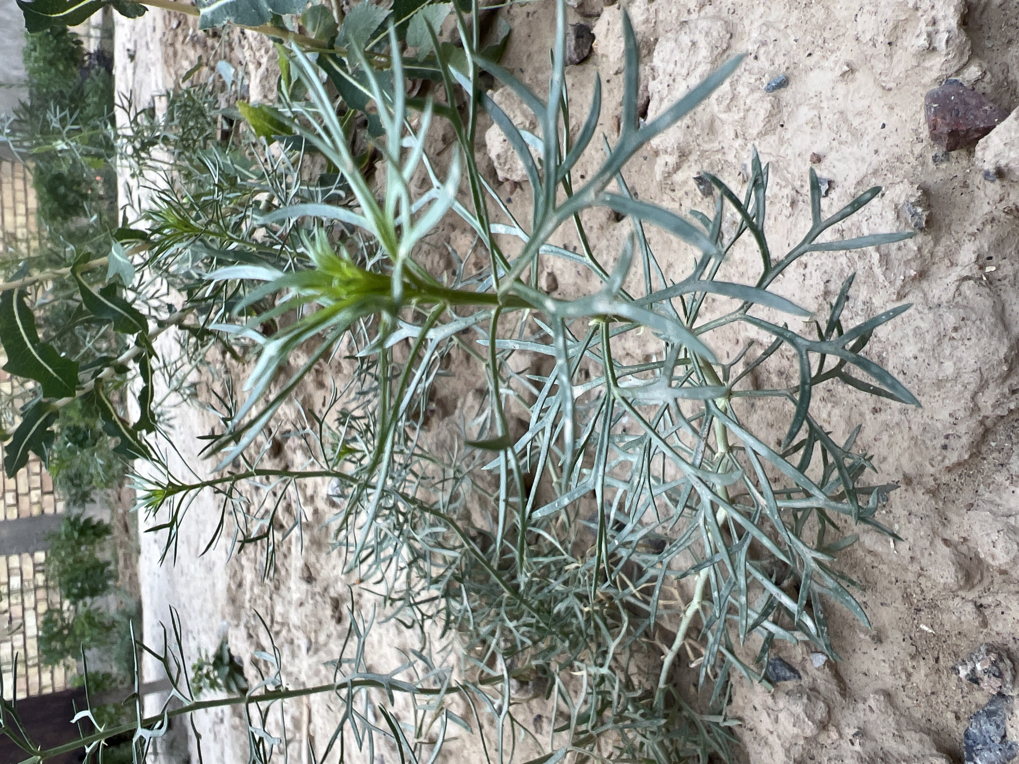 The image shows a close-up view of several small, green plants growing in sandy, dry soil. The plants have thin, delicate stems and feathery, divided leaves that are a muted green color. In the background, a brick wall and some other greenery are visible, suggesting an outdoor environment. The lighting is natural, and the focus is on the plants in the foreground.
