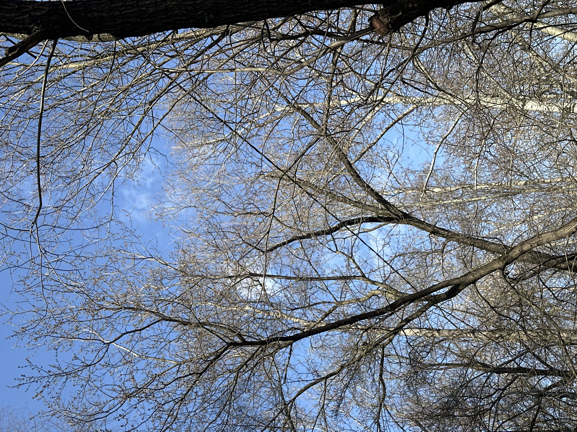 The image shows a view looking up through the bare branches of trees against a blue sky with wisps of white clouds. The trunks and branches are dark brown and gray, contrasting with the pale sky. The location appears to be Moscow, Russia.