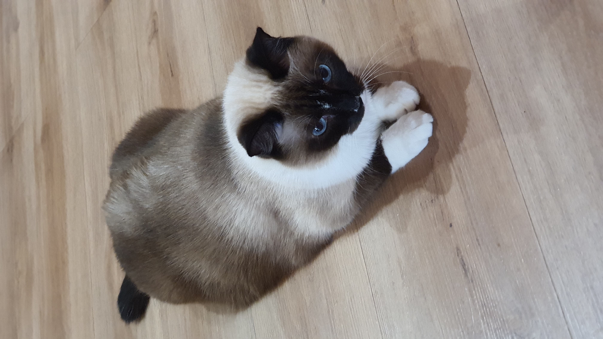 The image shows a Siamese cat with striking blue eyes lying on a wooden floor. The cat has the characteristic Siamese coloring of a lighter body with darker points on its ears, face, and tail. Its paws are white. The cat appears relaxed, with its head tilted and looking upwards, as if interacting with something or someone above. The lighting suggests it is daytime. The setting is indoors, likely a home, given the wooden floor. There is no visible text in the image. The cat's posture and expression convey a sense of calm curiosity.