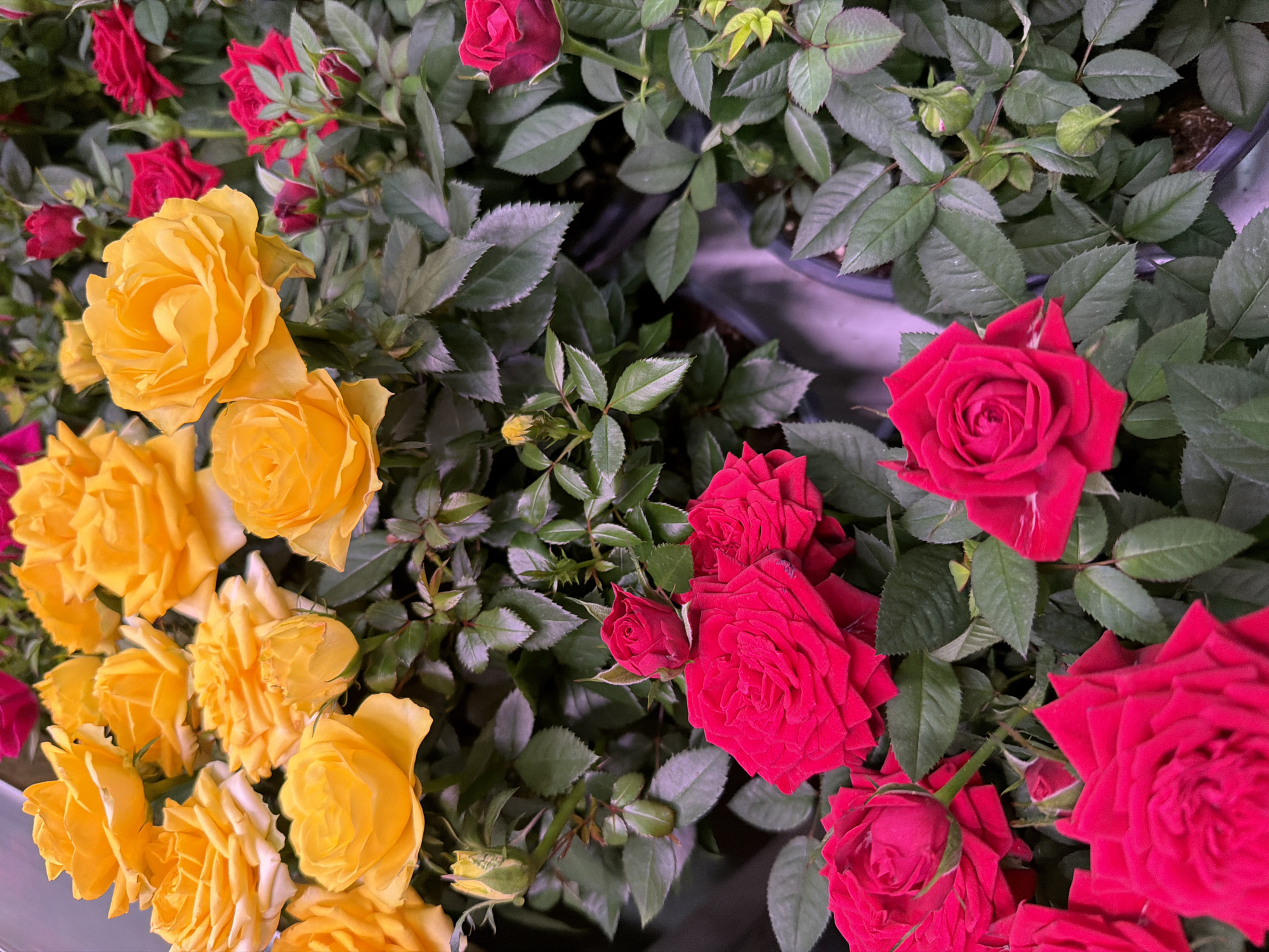 The image displays a close-up, overhead view of a vibrant arrangement of miniature roses in various shades of yellow and red. The flowers are densely packed, with lush green foliage forming the background. The yellow roses are a bright, saturated hue, with many fully bloomed and a few buds visible. The red roses are a deep, rich crimson, also showing a mix of open blooms and developing buds. The lighting is bright, illuminating the petals and highlighting the textures of the roses and leaves. The scene appears to be indoors, possibly in a flower shop or garden center, given the uniformity of the plants and the presence of what looks like dark plastic containers underneath. No people are visible in the image. The specific location of Kazan, Russia is not discernible from the visual content of the image.