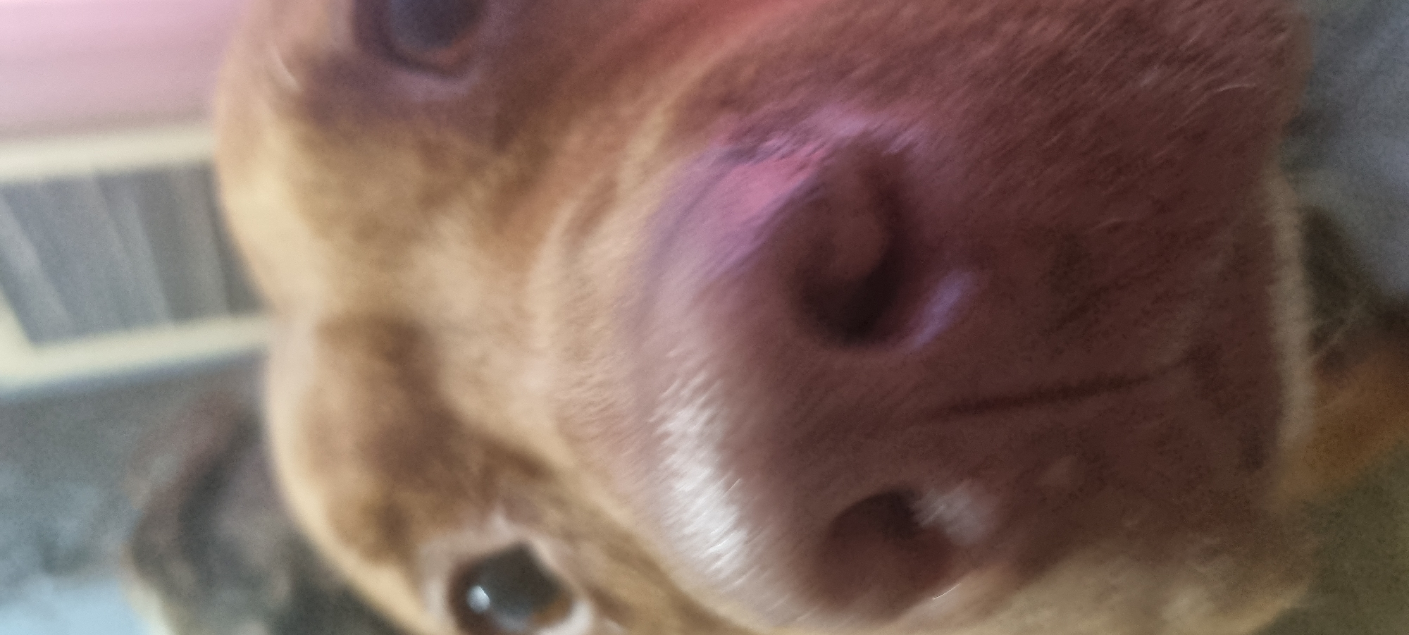 A close-up image shows the face of a brown dog. The dog's nose is prominent and pinkish-brown. One of its eyes is visible, looking toward the viewer. The image is slightly out of focus in the background. The location of the image is unknown.