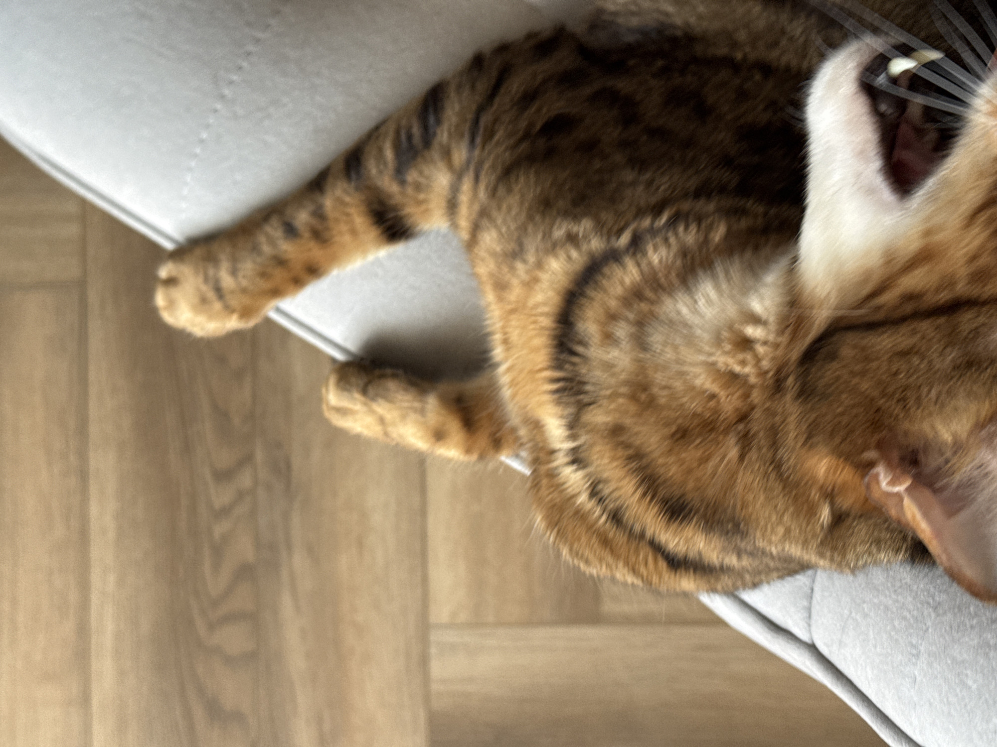 This close-up, high-angle image captures a domestic cat, likely a tabby or Bengal breed, lying on light-colored upholstered furniture, possibly a chair or sofa. The cat's fur displays a striking pattern of brown, black, and orange/tan stripes and swirls. Its mouth is wide open, revealing sharp teeth and a pink tongue, indicating either a yawn or an vocalization like a meow. Prominent white whiskers fan out from its muzzle.
The cat's body is partially visible, stretching across the furniture, with one front paw resting near the edge. The background consists of light brown wooden floorboards, suggesting an indoor setting. The lighting appears natural and soft, typical of an indoor environment. The cat's ear is also visible, indicating its position on the furniture. There is no visible text in the image.