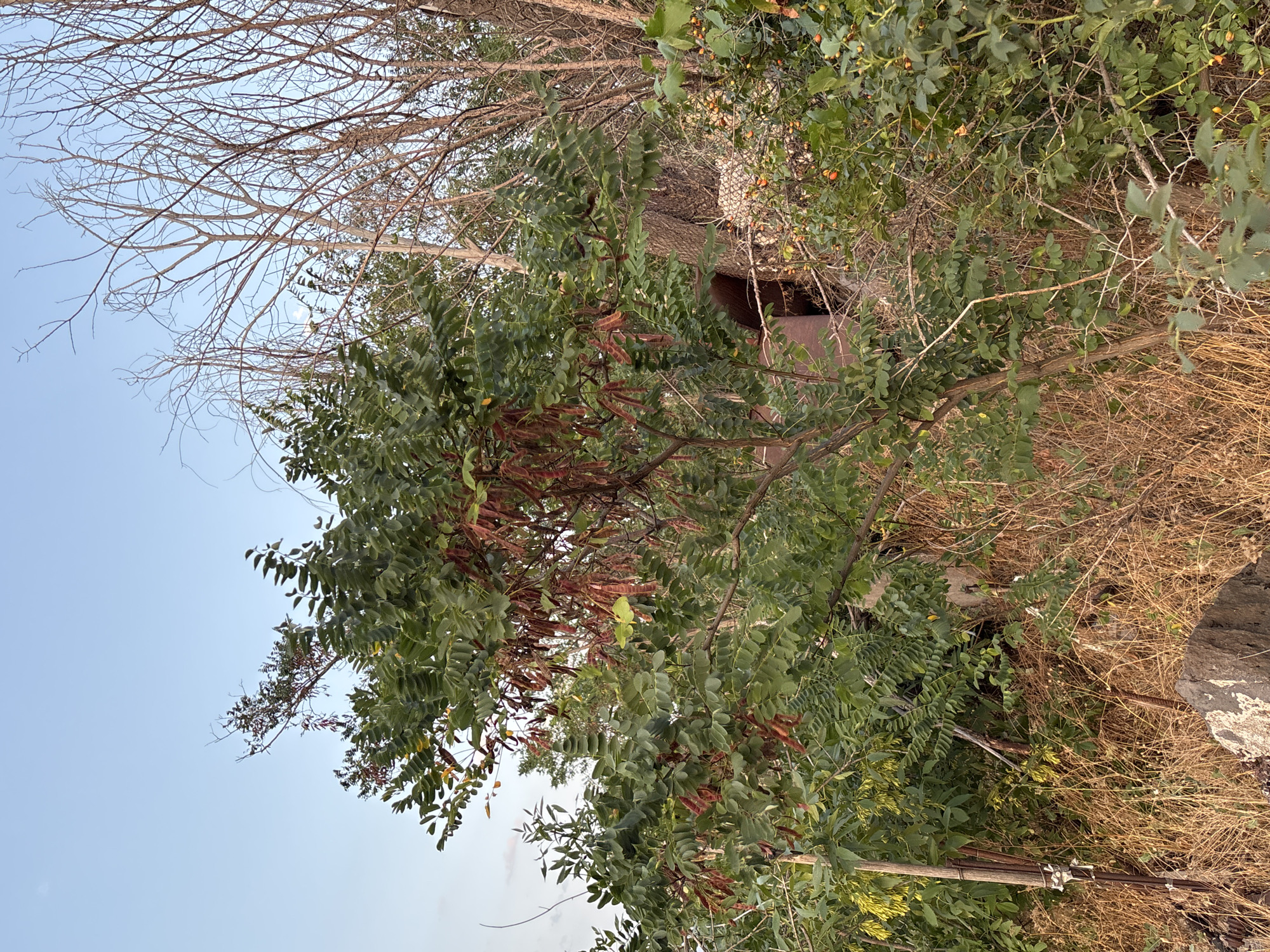 The image depicts an overgrown natural area with dense vegetation under a clear sky, likely in Yerevan, Armenia. In the foreground, dry grasses and a large rock are visible. A prominent tree with green leaves and long, reddish-brown seed pods occupies the center of the frame. Behind it, bare branches of dead trees create a stark contrast with the living foliage. Deeper within the scene, hints of man-made structures, possibly industrial or abandoned, can be glimpsed through the dense growth. The overall impression is one of a neglected, wild space within or on the outskirts of the city, showing signs of both natural growth and decay.