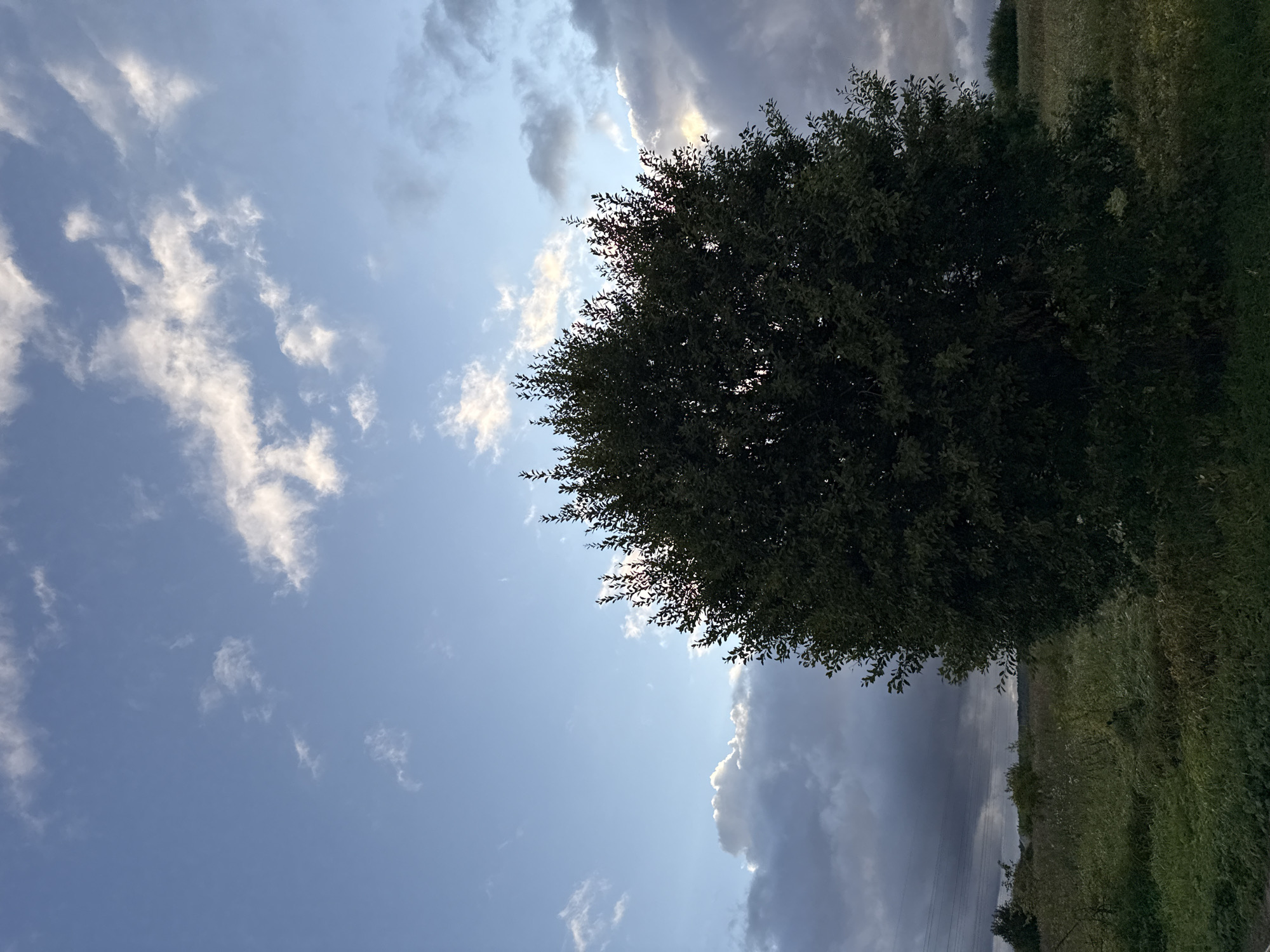 The image captures a twilight scene in a rural setting, possibly Uuesalu, Estonia. A large, dense tree with dark green foliage dominates the foreground, slightly off-center to the right. The sky above is a gradient of blue, transitioning from a lighter hue near the horizon to a deeper shade overhead. Scattered white and gray clouds are visible, with some illuminated by the setting sun. The background depicts a field of tall grass and vegetation, with hints of power lines and distant trees on the horizon. The lighting suggests the sun is either rising or setting, casting a soft, diffused light. No people or animals are visible in the frame.