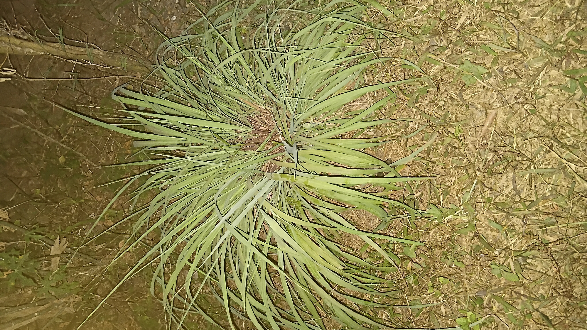 A close-up, ground-level shot captures a clump of tall, thin, green grass in an outdoor environment, possibly a park or a wooded area. The grass is the central focus, with its long, blade-like leaves fanning out from a central point. The background is blurred and dimly lit, showing a mix of dry grass, twigs, and what appear to be tree trunks and branches, suggesting a natural, uncultivated setting. The lighting is artificial, giving the image a somewhat dark and moody atmosphere, possibly taken at night or in deep shade. There are no people or animals visible in the frame. The location is identified as Prabumulih, Indonesia, though the specific context within the city is not discernible from the image alone.