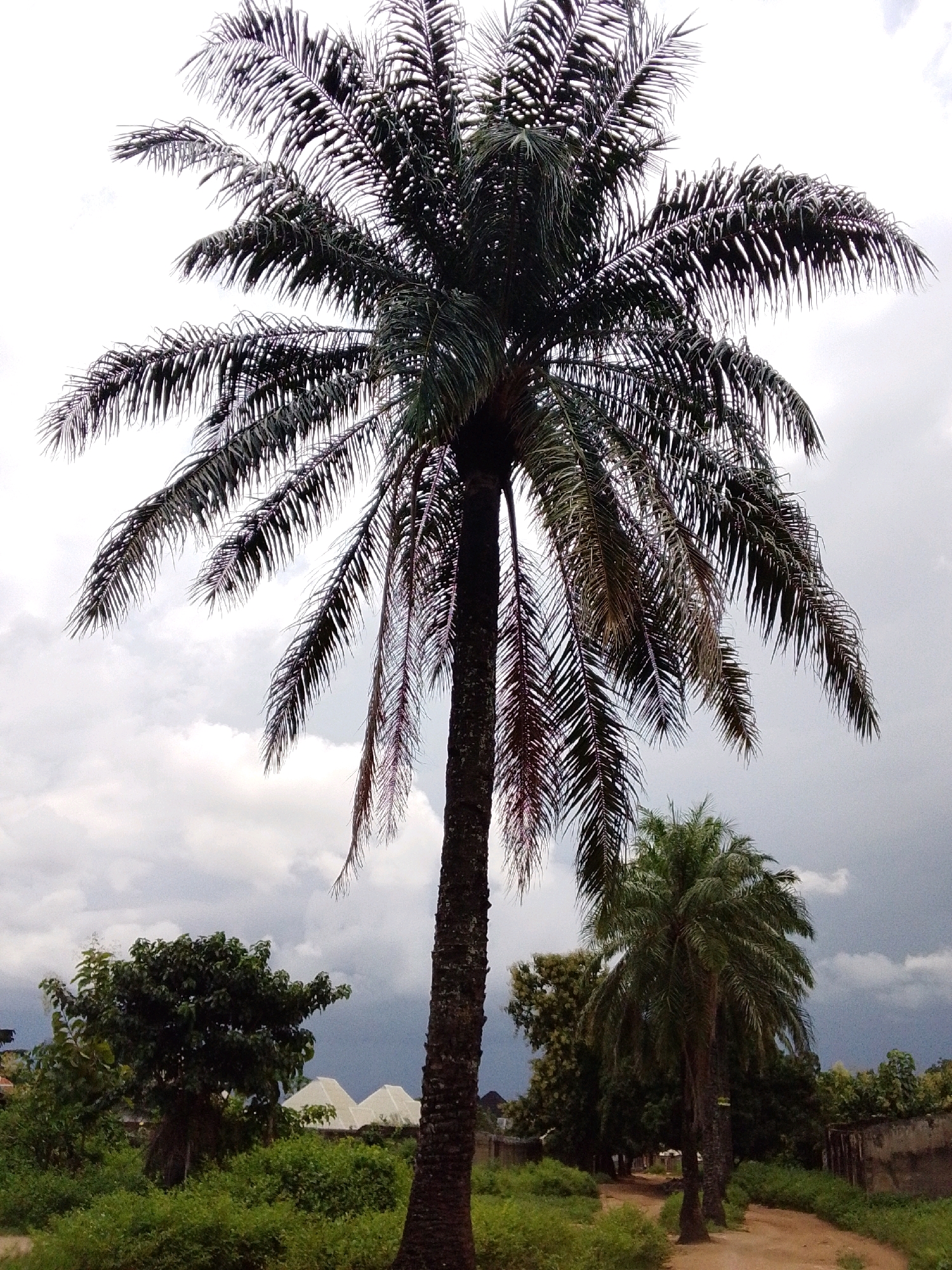 In Serti, Nigeria, a tall, mature oil palm tree dominates the frame, its fronds casting a dark silhouette against a cloudy sky. The trunk is rough and textured, appearing sturdy and weathered. To the right and slightly behind the main palm, another, younger palm tree stands partially obscured. In the midground, lush green foliage and a dense canopy of trees are visible. A dirt path curves through the scene, with low-lying green brush bordering its edges. In the distance, two white, pyramid-shaped roofs of buildings emerge from the greenery, hinting at human habitation. The overall atmosphere is one of a rural landscape under an overcast sky.