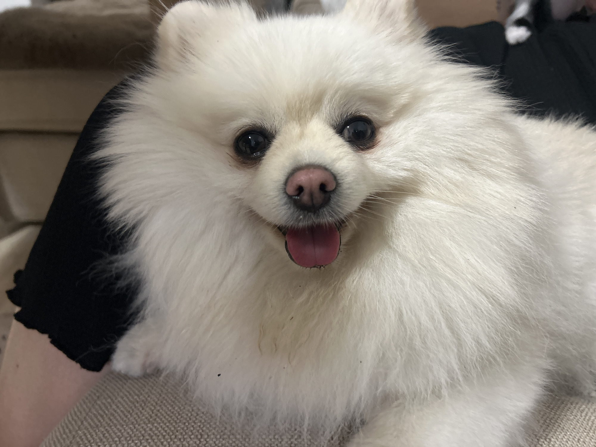 A fluffy white Pomeranian dog with bright black eyes and a pink nose is looking directly at the camera with its tongue slightly out. The dog is sitting on a neutral-toned, textured surface, likely a couch or chair. The dog's fur is thick and appears soft. In the background, a person wearing a black garment with a ruffled edge is partially visible, and another textured surface, possibly furniture, can be seen in the upper left corner. The scene is indoors, with soft lighting. There are no discernible features to indicate the specific location in Varna, Bulgaria.