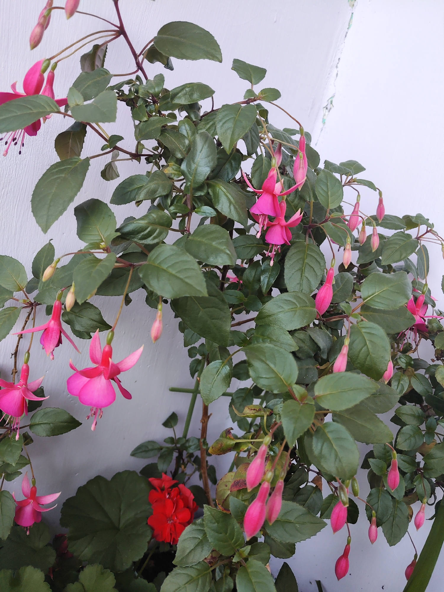 The image shows a close-up of a fuchsia plant with numerous pink and magenta flowers and buds. The plant is set against a plain white wall. Some of the fuchsia flowers are fully bloomed, with delicate petals and protruding stamens, while others are in bud, appearing as elongated, tear-drop shapes. The leaves of the plant are a deep green and appear glossy. In the lower right quadrant of the image, a cluster of bright red flowers, possibly geraniums, is visible. The scene appears to be an outdoor setting, likely a garden or balcony, given the natural lighting and the presence of plants. There are no people or animals visible in the image, and no specific landmarks are discernible that would indicate its location within the city of Shimanovsk, Russia. The composition focuses entirely on the botanical subjects and the immediate background.
