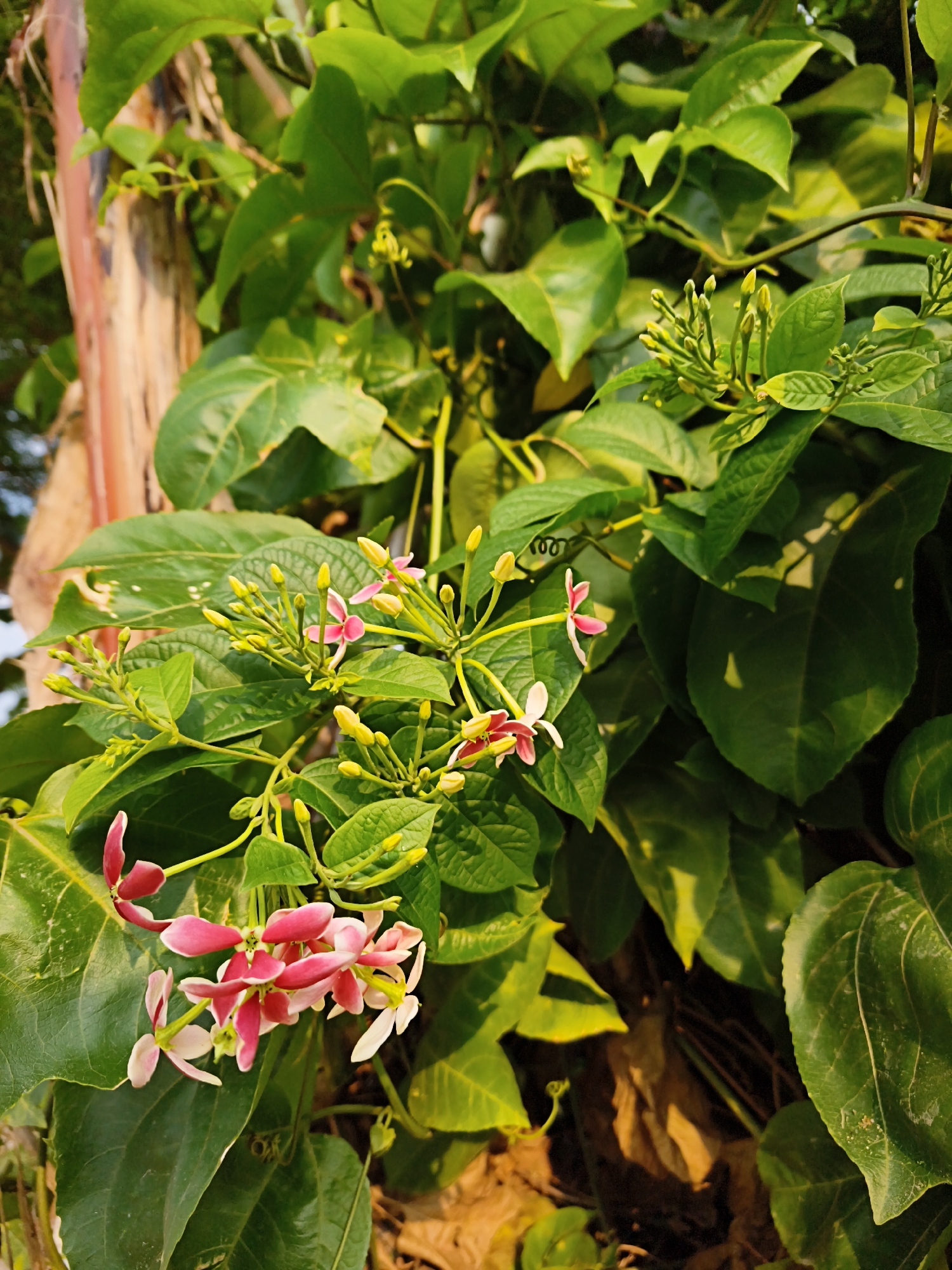 The image captures a close-up of a flowering vine, likely in a garden or natural setting within Bandar Lampung, Indonesia. The vine features clusters of small, tubular flowers that transition in color from a deep pink at the base to white at the petal tips. Many of the flowers are still in bud form, appearing as small, yellowish-green protrusions. The blossoms are set against a backdrop of lush, dark green foliage. The leaves are broad and ovate, with visible veins. A portion of a light-colored, textured tree trunk is visible on the left edge of the frame, partially obscured by the vine. The lighting suggests it is daytime, with sunlight filtering through the leaves, creating areas of highlight and shadow. There are no people or animals present in the image.