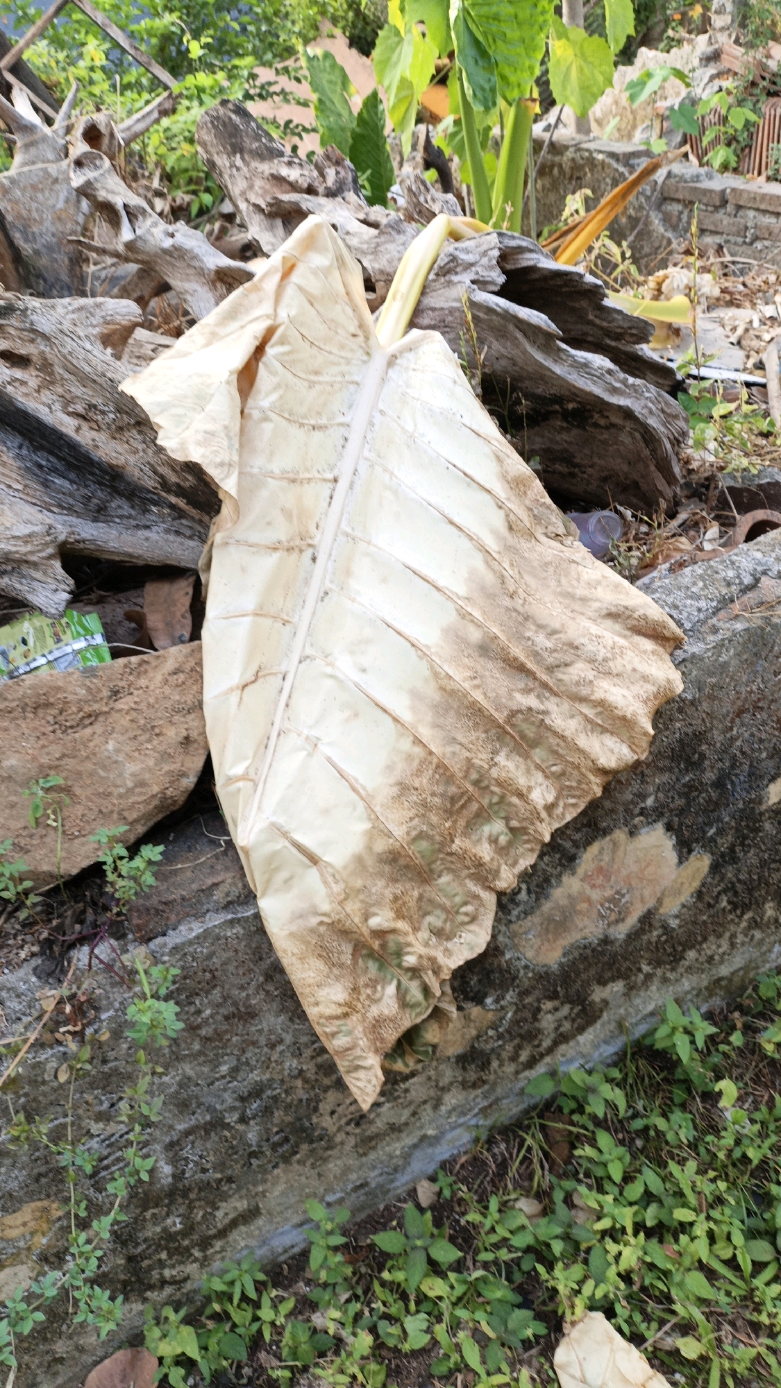 A dry, beige, large leaf with prominent veins lies diagonally across a dark, textured concrete structure. The leaf shows signs of wilting and browning, particularly towards the right side. Behind the leaf and concrete, a chaotic arrangement of weathered, gray wooden debris is visible, interspersed with some green foliage and a hint of a brick structure in the background. The ground beneath is covered with patches of dry earth and small green plants. The overall scene appears to be an outdoor area, possibly a neglected corner or a construction site, located in the city of Cikal, Indonesia, given the context of the query.