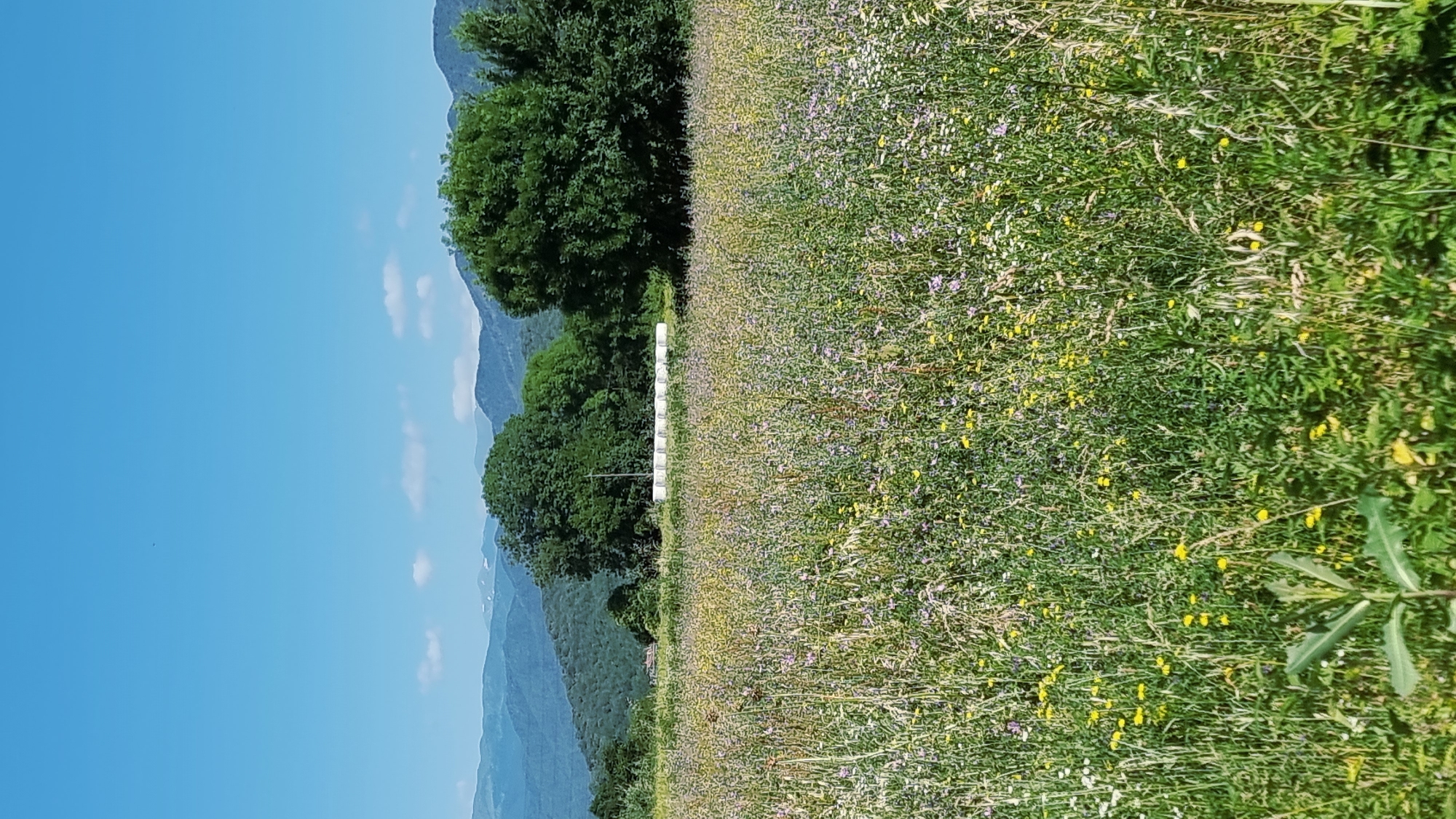 The image depicts a rural landscape under a clear blue sky with scattered white clouds. In the foreground, a dense field of wildflowers, predominantly yellow and purple, stretches across the frame. Tall grasses and some larger green leaves are also visible. In the middle ground, a line of white cylindrical objects, possibly hay bales, is arranged horizontally. Behind the bales, two large, mature green trees stand prominently. Further in the background, rolling hills covered in greenery recede into the distance, with a range of mountains visible at the horizon, some with snow-capped peaks. The scene is one of natural beauty and agricultural activity.