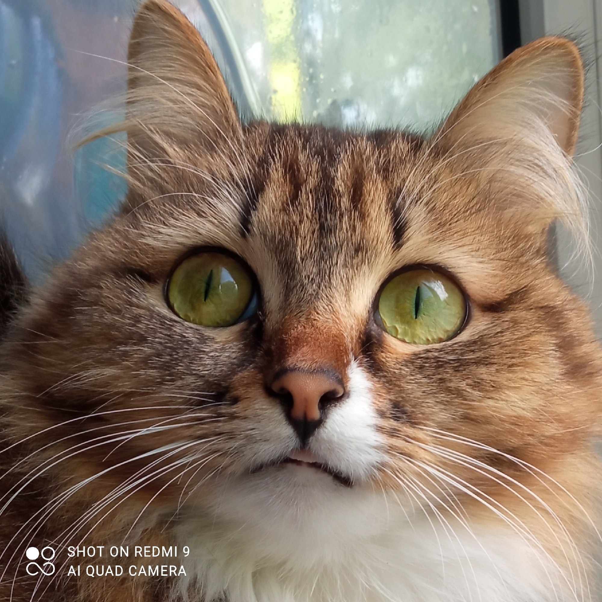 This close-up portrait features the face and upper chest of a long-haired domestic cat. The cat has prominent, wide, and luminous green eyes with slender vertical pupils, reflecting natural light and hints of a distant, bright background. Its fur displays a classic tabby pattern with shades of brown, ginger, and black stripes, contrasting with a pure white muzzle, chin, and chest area. Long, white whiskers radiate from its face. The cat's nose is a soft, pinkish-brown, and its mouth is slightly open, revealing a glimpse of its lower lip or tongue, contributing to an expression of alert curiosity or intense focus.
The background is softly blurred, showing a window frame and indistinct reflections that suggest an outdoor scene with some light and possibly greenery. The lighting indicates it is daytime. Visible in the bottom left corner of the image is the text "SHOT ON REDMI 9 AI QUAD CAMERA". The provided location context for this media file is Chaikovsky, Russia.