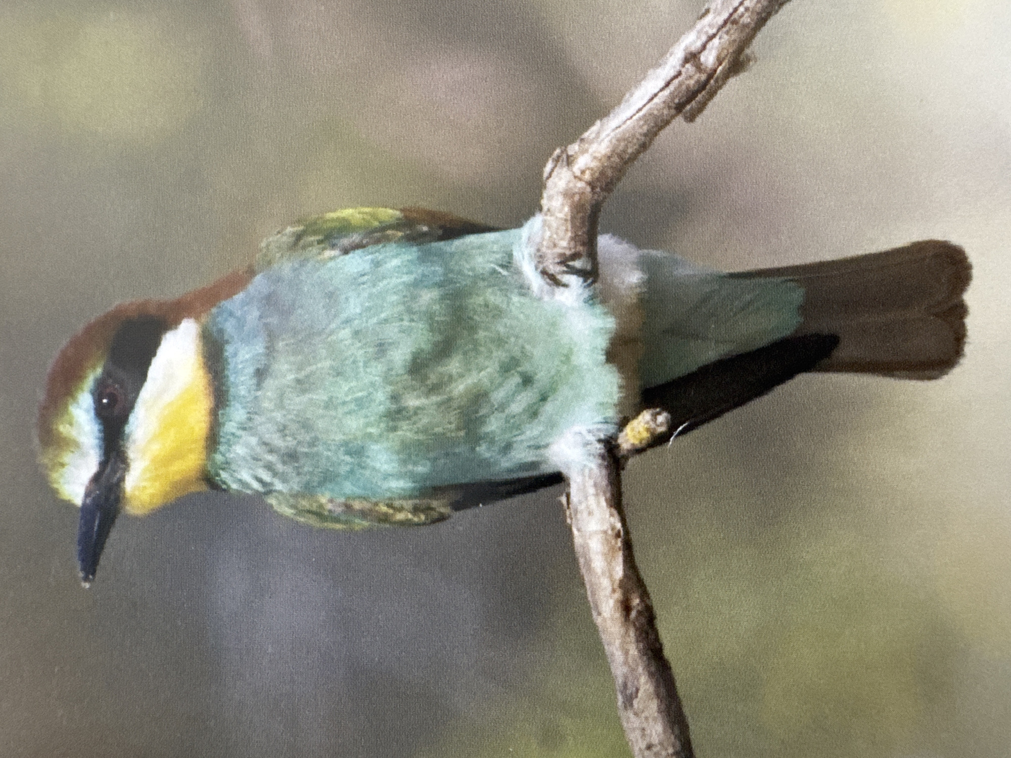 This media file is a close-up photograph of a colorful bird perched on a branch. The bird has a black beak, a distinctive yellow throat and chest, and a turquoise-green back and belly. Its head features a brown cap and a white stripe above its eye, with a reddish-brown eye. The bird's tail is dark brown.
The bird is positioned horizontally on a rough, textured branch. The background is a soft, out-of-focus blur of greens and yellows, suggesting natural foliage and possibly sunlight filtering through leaves. The lighting appears to be natural daylight, and the overall impression is one of peaceful observation of wildlife. The image is sharpest on the bird itself, highlighting the intricate details of its plumage and facial features. No people, text, or specific event are visible. The provided location context suggests the photograph was taken in Gandia, Spain.