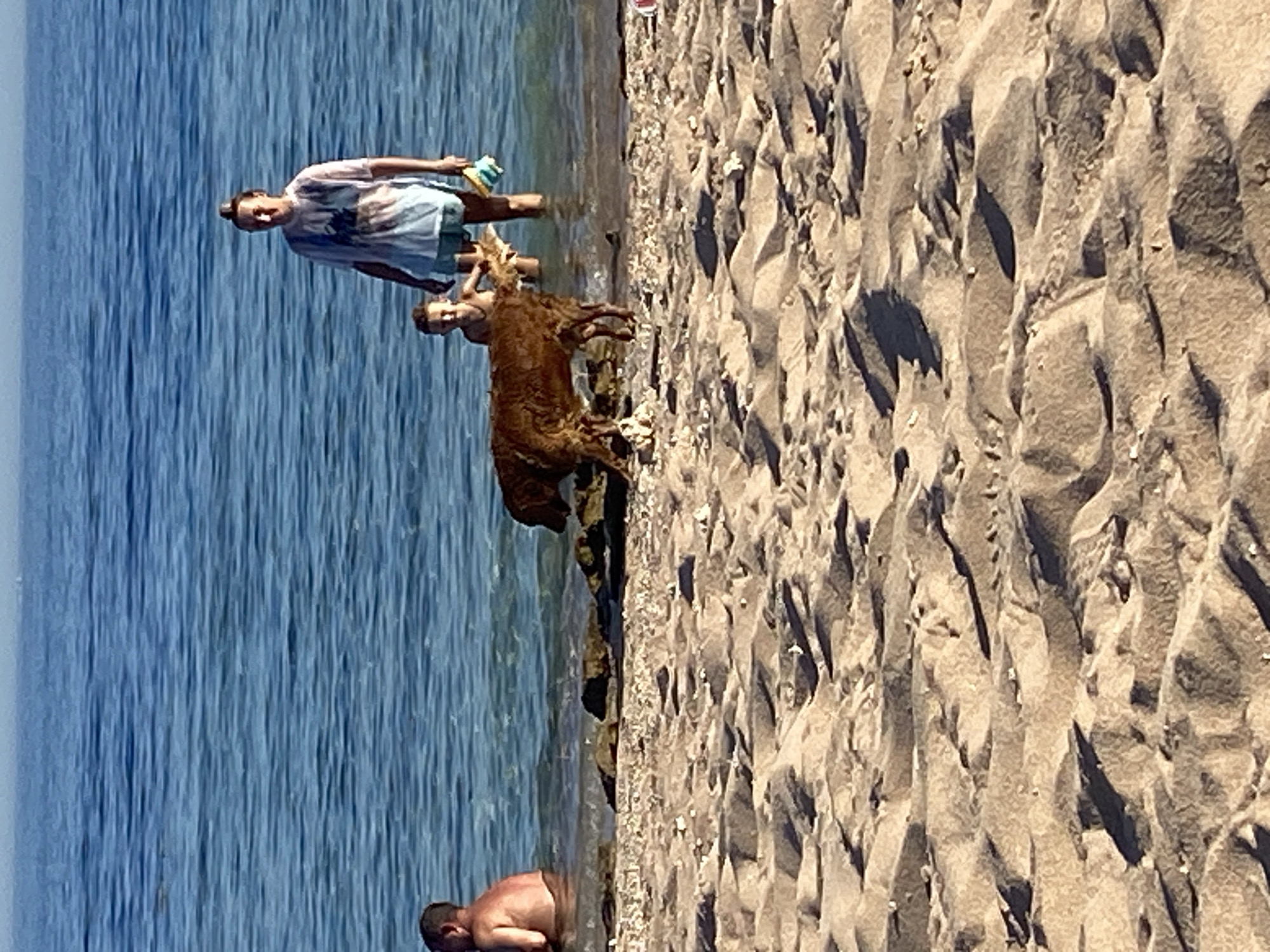 A brown goat is standing in shallow ocean water near the shore. Two people, a child and an adult, are standing further back in the water. A third person is visible partially submerged in the water to the left. The scene is on a sandy beach, with the ocean in the background. The location is Sharm El Sheikh, Egypt.