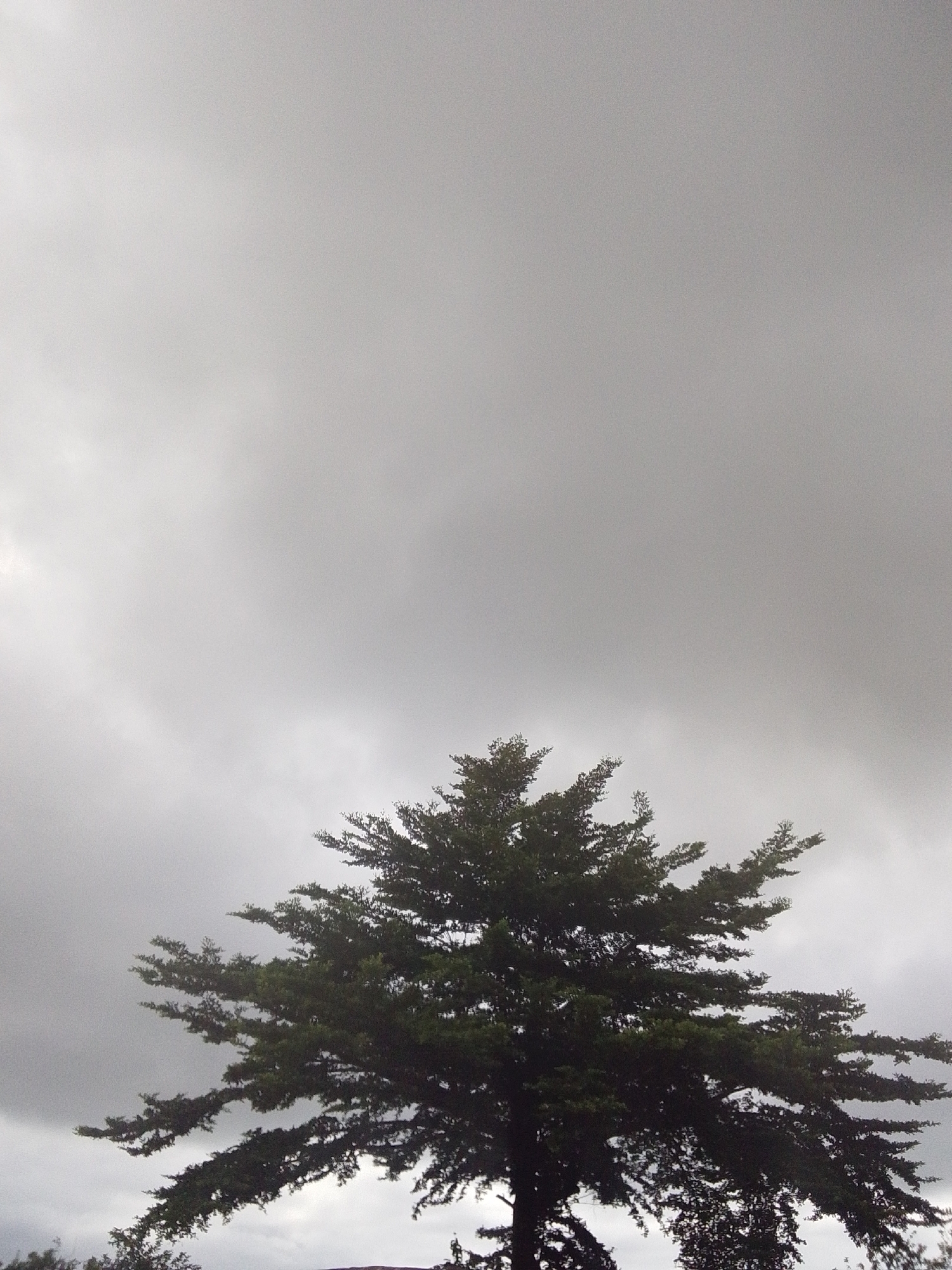 An outdoor, medium shot photograph captures a conifer tree set against a cloudy sky. The tree is dark green and its branches spread widely, with the majority of its foliage occupying the lower half of the frame. The sky above is a muted grey, suggesting an overcast or potentially rainy day. The scene appears to be located in Serti, Nigeria, with no people or other objects visible. The lighting is diffuse due to the cloud cover.