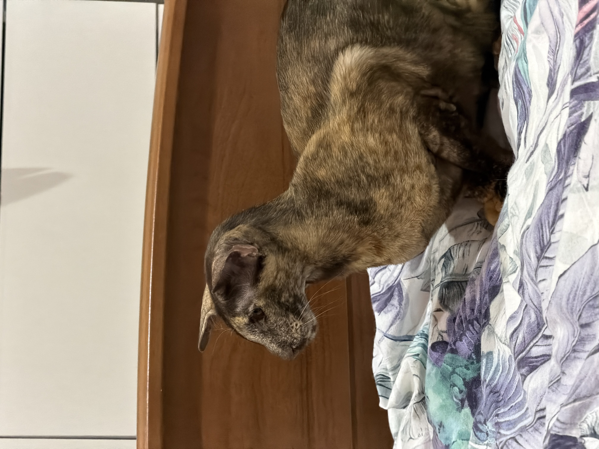 A tortoiseshell cat is perched on the edge of a wooden structure, with a patterned cloth draped nearby. The background includes a white wall. No information indicates this image was taken in Chaikovsky, Russia.