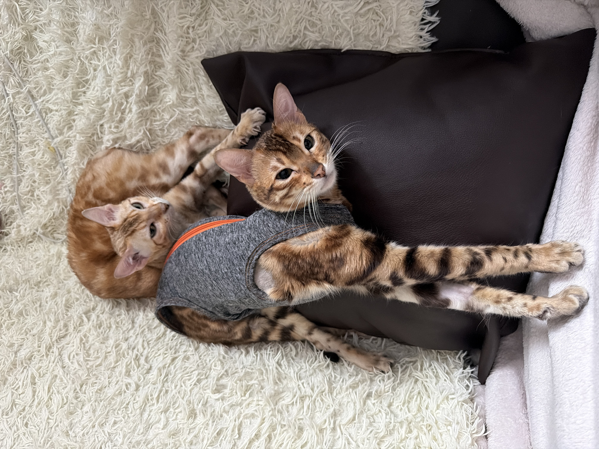 Two cats are resting on a white, fluffy rug and a dark brown pillow. One cat, wearing a gray vest with an orange trim around the neck and arm holes, is lying on the pillow with its front legs stretched out. The other cat is curled up on the rug. The scene appears to be indoors. There is no evidence to support the location of Novoe Devyatkino, Russia.