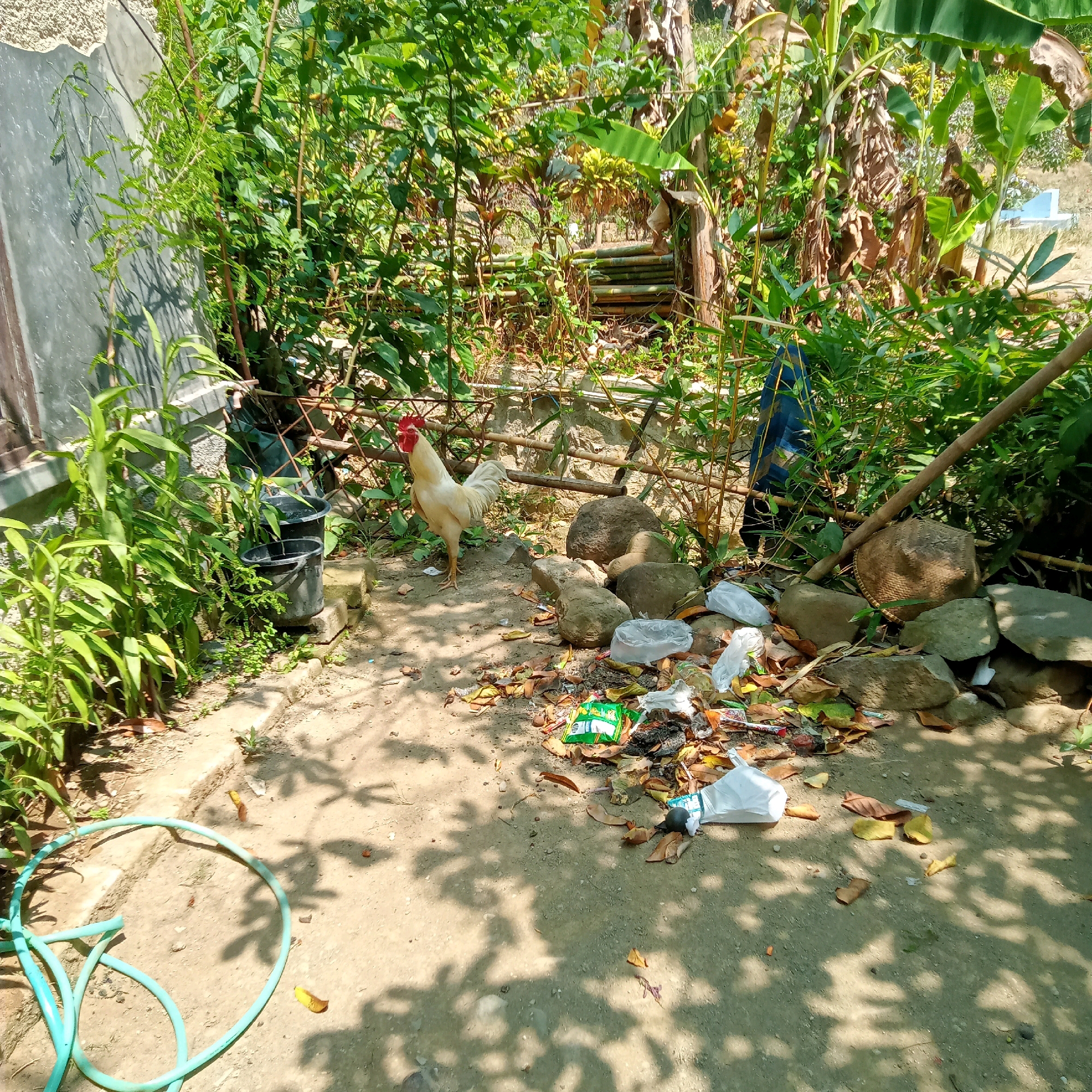 The image depicts a rural or semi-rural outdoor scene with abundant vegetation, suggesting a location likely outside the immediate urban center of Purwakarta, Indonesia. In the foreground, a light-colored rooster stands on a dusty, sun-dappled ground. Scattered around are various pieces of debris, including fallen leaves, plastic bags, and what appears to be remnants of food packaging, forming a small pile of trash. To the left, a turquoise garden hose is coiled on the ground. Behind the rooster, there are two black buckets and some large rocks. The background is densely filled with various types of plants, including banana trees and other foliage, with a rustic fence and bamboo structure visible. Sunlight casts shadows of leaves and branches across the ground. There are no humans visible in the image.