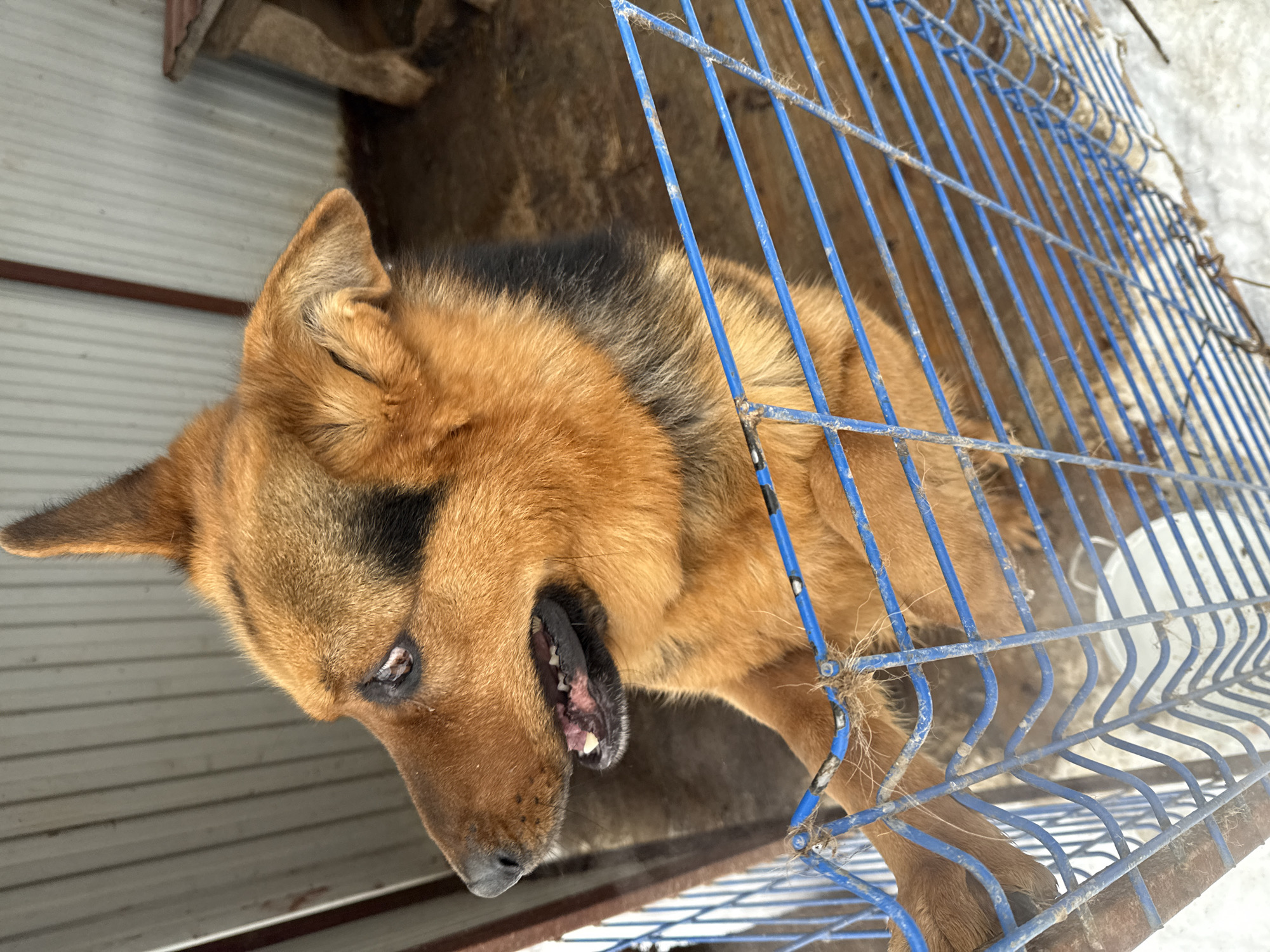 A German Shepherd dog is contained within a blue wire crate in an outdoor setting. The dog is brown and black with its mouth open, exposing its teeth. A dog house is visible within the crate. Patches of snow are present in the background. The scene is in the city of Luzhkovo, Russia.