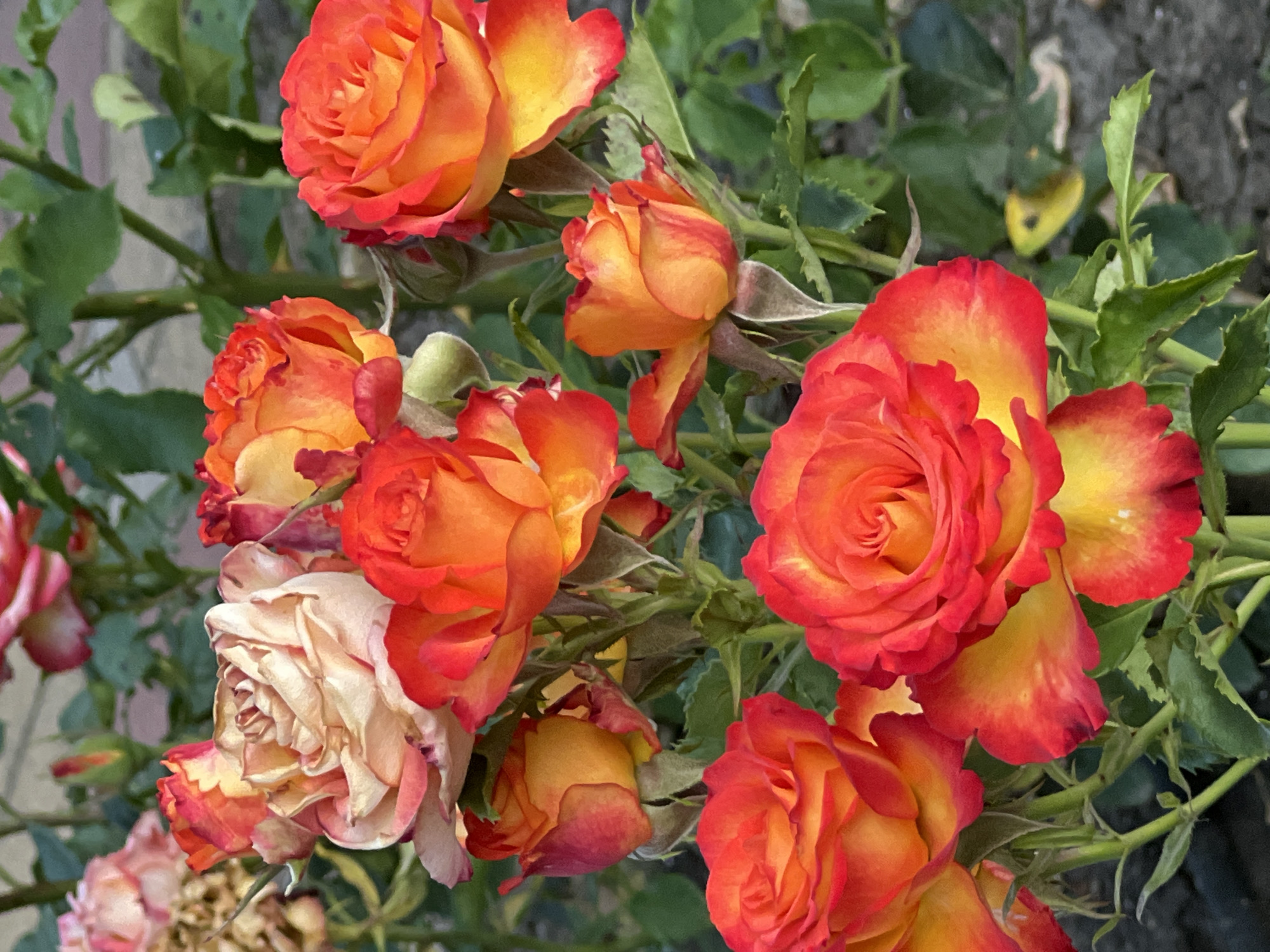 The image shows a close-up view of a cluster of roses with vibrant orange and red petals, tinged with yellow. The roses are in various stages of bloom, with some fully open and others still in bud. The background is a blur of green foliage and hints of gray ground cover. The lighting suggests it is daytime, possibly with soft sunlight. There are no people, animals, or man-made objects visible in the frame. The image is a still photograph, captured in portrait orientation. It is not possible to determine the specific location within Krasnodar, Russia, from the provided image.