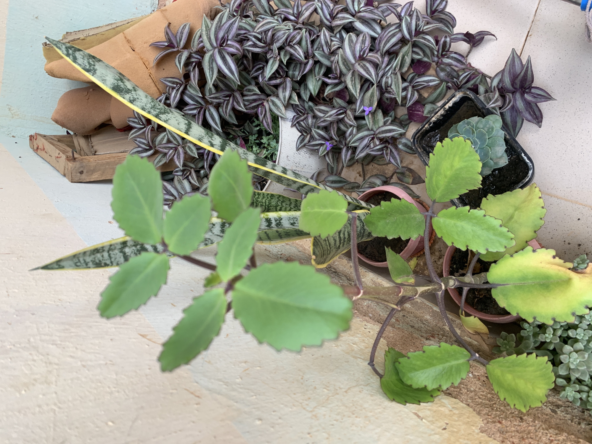 The image shows a collection of potted plants on what appears to be a tiled or concrete surface. Plant varieties include Wandering Jew (Tradescantia zebrina) with its characteristic purple and silver striped leaves, snake plant (Sansevieria trifasciata), a succulent (likely Echeveria) in a square pot, and Mother of Thousands (Kalanchoe daigremontiana) with green scalloped leaves. The Mother of Thousands plant is most prominent, with leaves in sharp focus. Behind the plants are scraps of cardboard. The scene is likely an indoor or semi-outdoor setting, such as a patio or balcony. There is no information to confirm this is in Farin Yashe, Nigeria.