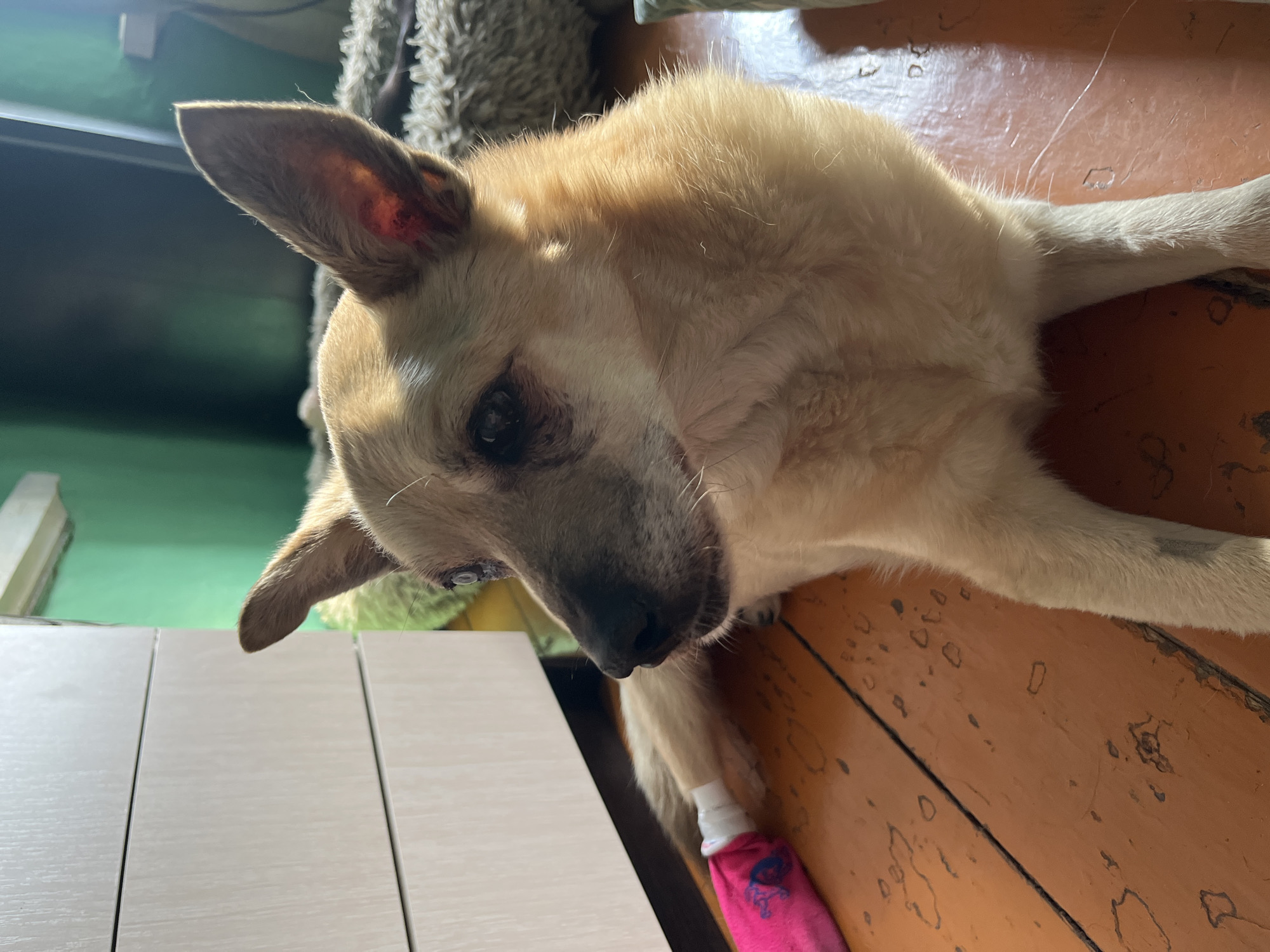 The image shows a light-colored dog lying on a wooden floor. The dog appears to be resting, with its head down and eyes partially closed. One of its hind legs is wrapped in a pink bandage. The dog has a light brown coat and visible ears. The background is dimly lit, with some light filtering in from the side, suggesting it might be daytime. There are hints of furniture in the background, including a furry texture and a white surface. The wooden floor has visible planks and some imperfections. The scene appears to be indoors, likely a home environment. There is no visible text in the image. The overall impression is of a relaxed or possibly unwell animal in a domestic setting.
