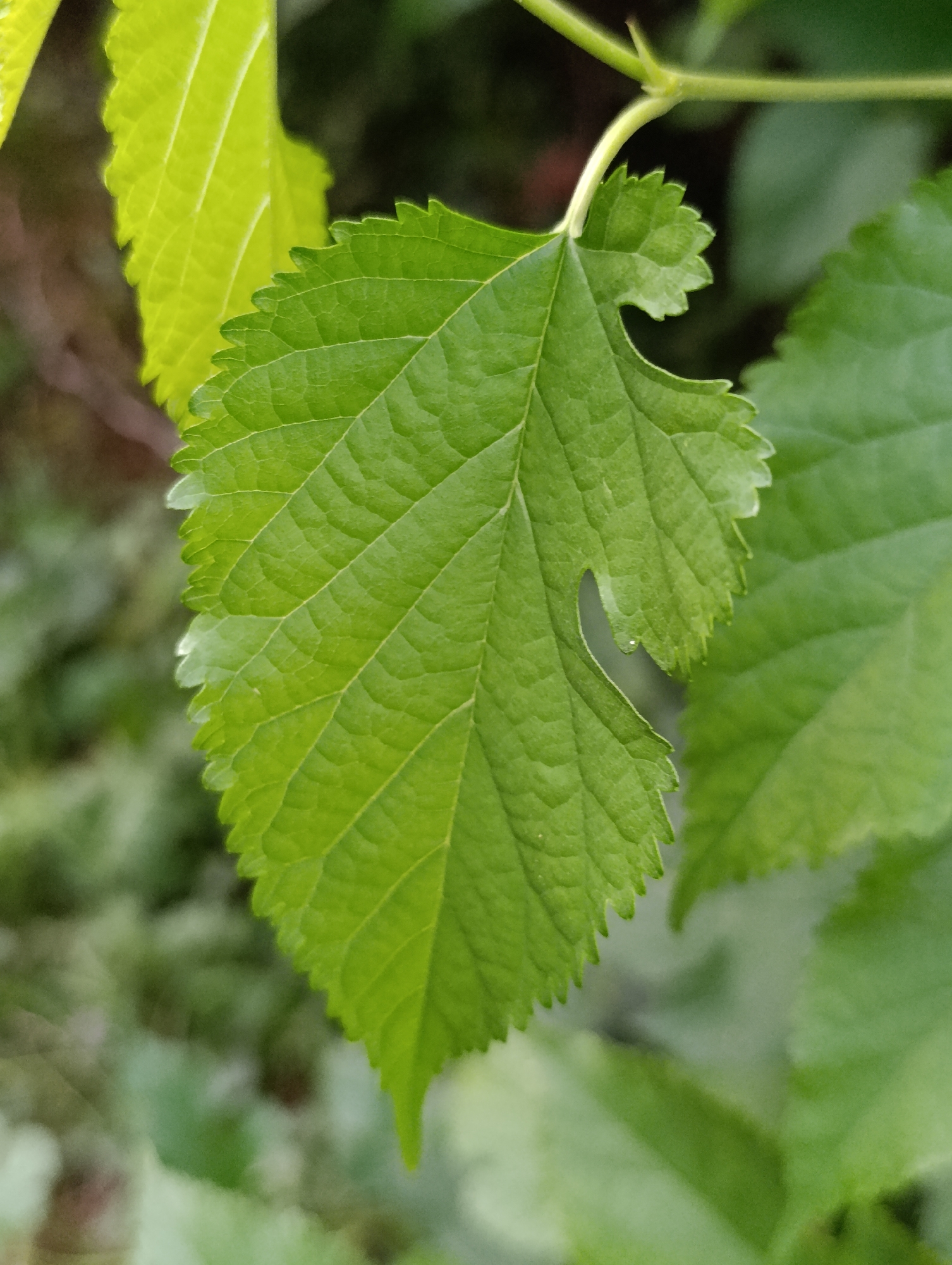 A close-up, eye-level, vertical shot focuses on a vibrant green leaf, which is the primary subject. The leaf has a serrated edge and prominent veins, with a small, irregular hole near the right side. The leaf appears to be attached to a thin, green stem that extends towards the top of the frame. In the background, other green leaves and foliage are visible, out of focus, suggesting an outdoor, natural setting. The lighting is even, highlighting the texture and color of the leaf. There is no indication of the city of Fastiv, Ukraine, or any specific location details within the image.