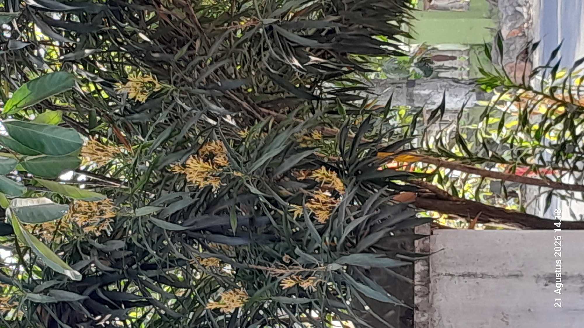 An eye-level shot captures a mango tree in bloom, its delicate yellow flowers contrasting with its dark green, elongated leaves. The foreground features a portion of a textured white wall to the left and a wooden post. In the background, a blurred green building and other trees suggest an outdoor, possibly residential, setting. The image is dated "21 Agustus 2026 14.18," indicating it was taken on August 21, 2026, at 2:18 PM. The location is identified as Takeran, Indonesia.