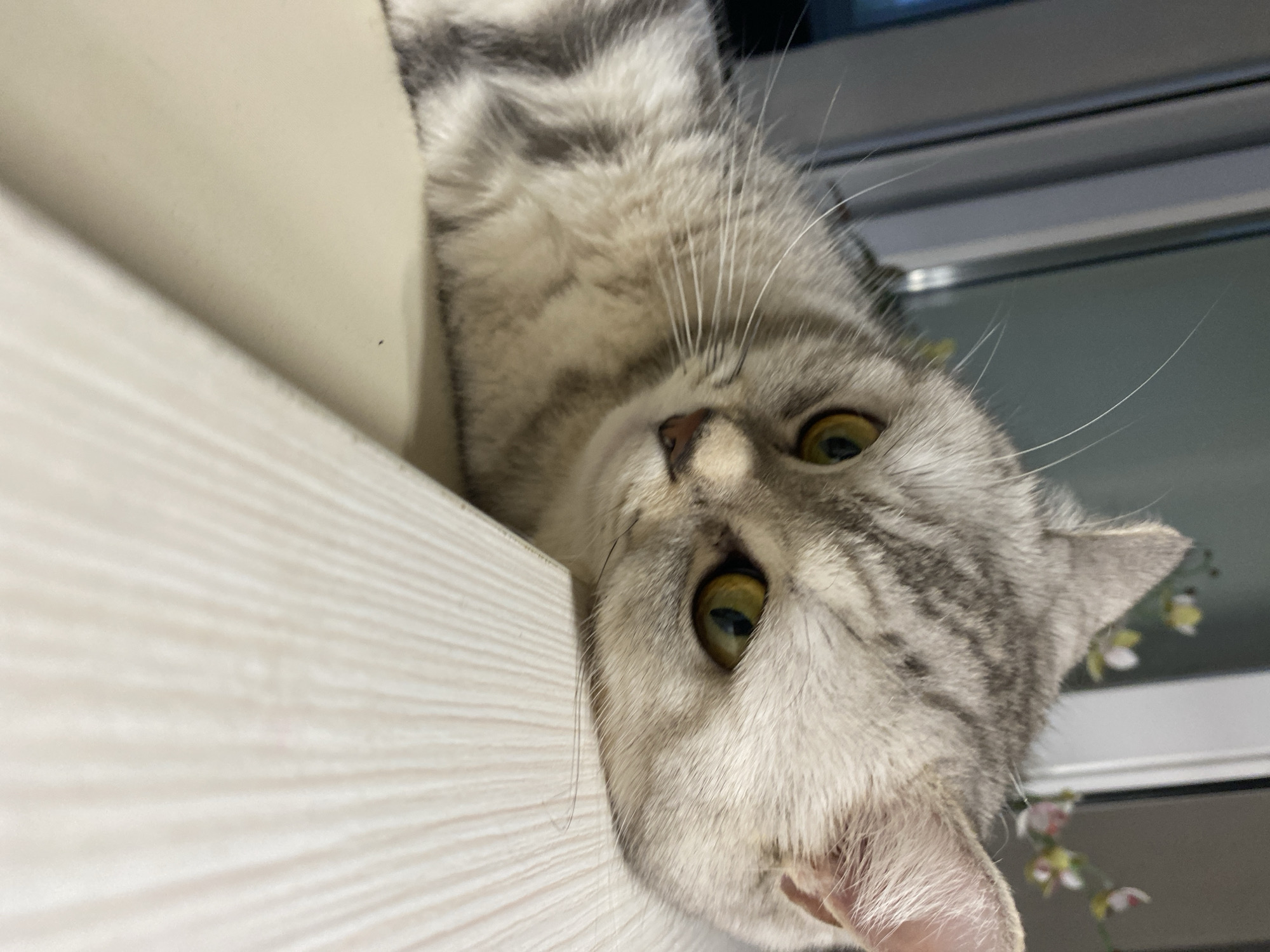 The image shows a close-up of a silver tabby cat resting its head on a light-colored wooden surface. The cat has bright yellow eyes and its fur displays the characteristic striped pattern of a tabby. The background is softly blurred, showing hints of vertical lines and some out-of-focus floral decorations. The lighting suggests an indoor environment, possibly a home or a studio. There is no discernible connection to Votkinsk, Russia in the image itself.