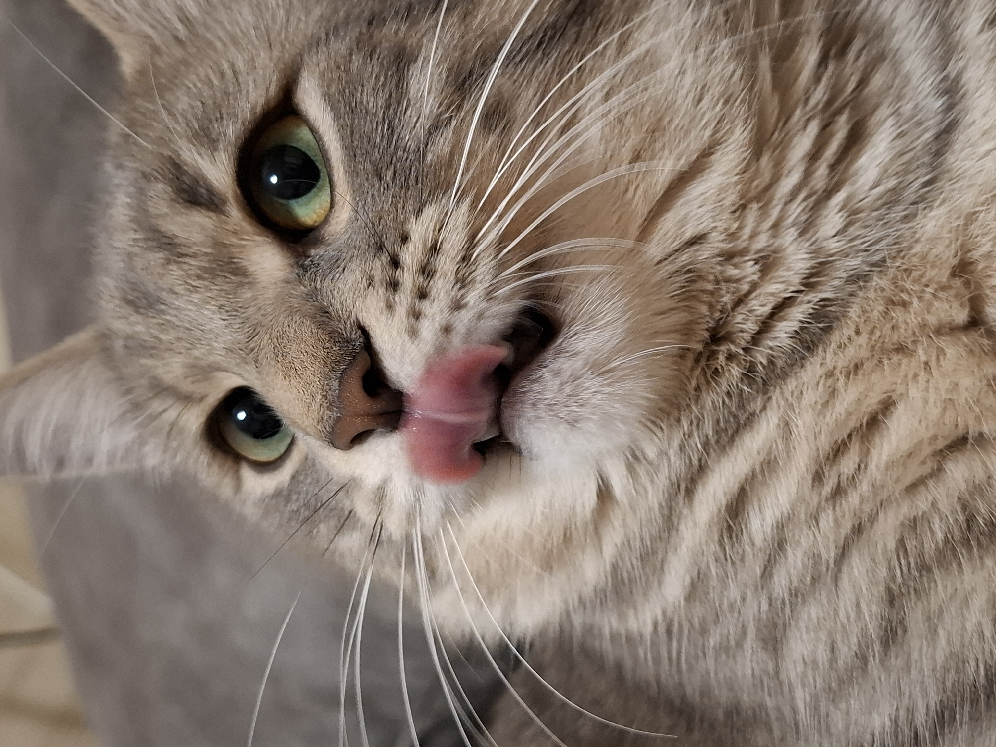 A close-up, head-and-shoulders shot shows a light-brown tabby cat with green eyes and a pink tongue extending from its mouth. The cat is turned slightly to the side, with its left eye closer to the viewer. The cat has long, white whiskers. The background is out of focus and appears to be a greyish-white surface. The photo was likely taken indoors. There is no indication of the location being in Novi Sad, Serbia.