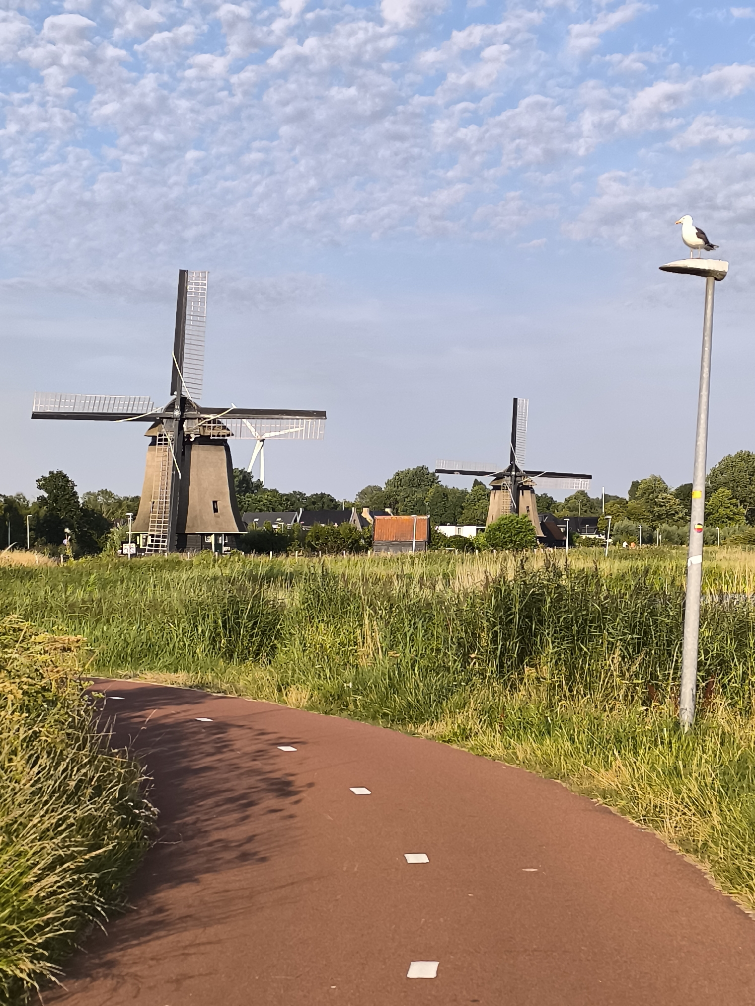 The image depicts an outdoor scene in the city of Alkmaar, Netherlands, featuring a red-colored paved path in the foreground curving to the left. This path is marked with small white squares. To the right of the path, a tall, thin, silver-colored pole stands vertically, topped with a bird-shaped object, likely a decorative element or a sculpture of a seagull. Behind the path and the pole, a vast expanse of tall green grass stretches towards the horizon. In the middle ground, two traditional Dutch windmills are visible. The windmill on the left is larger and closer, with its sails spread. The windmill on the right is smaller and further away, also with visible sails. In the background, a line of green trees separates the windmills and the grassy field from a cluster of buildings, some with red roofs. The sky above is a clear blue, dotted with white, fluffy clouds. The overall scene suggests a rural or park-like setting within Alkmaar.