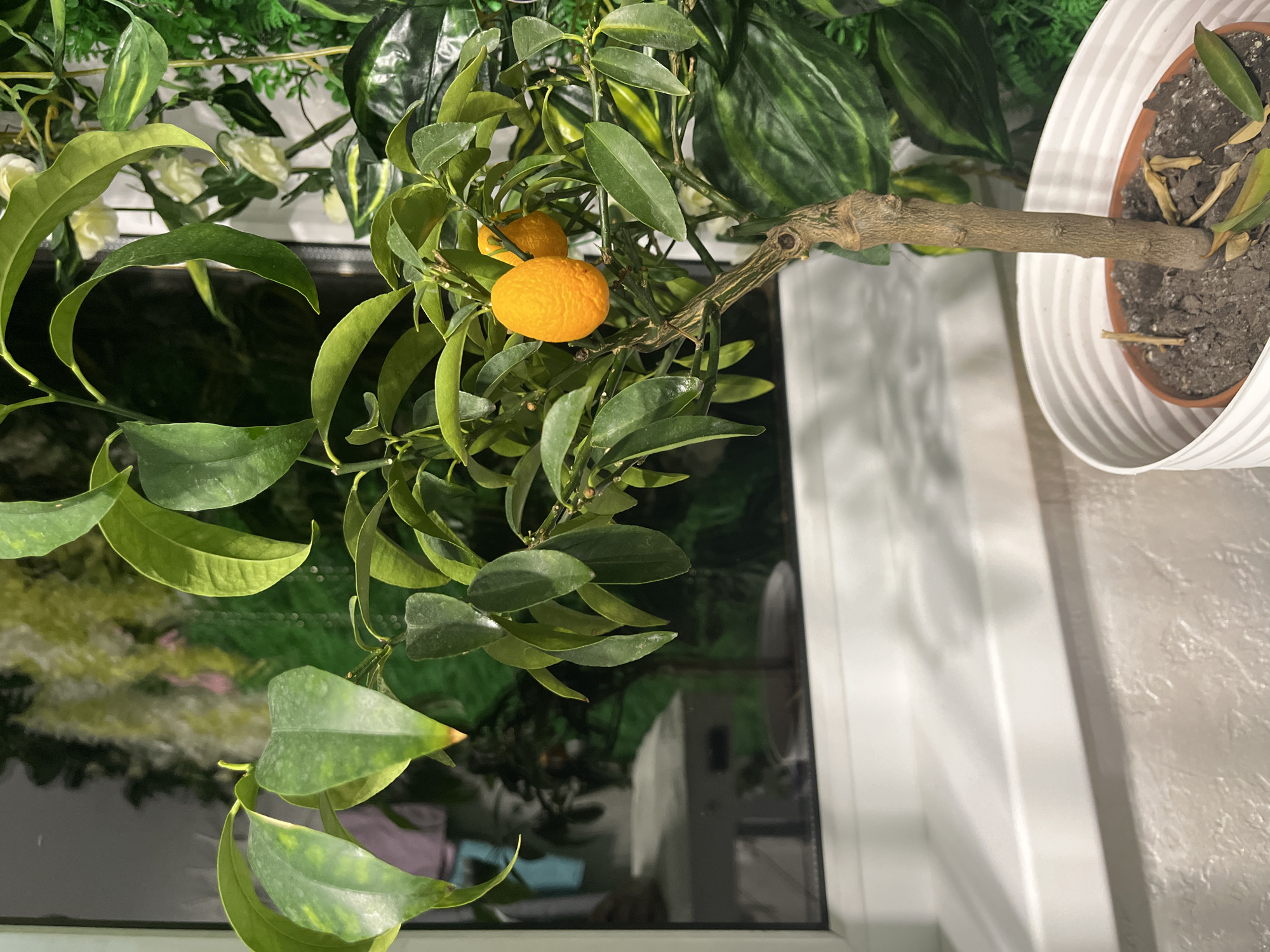 This media file presents an indoor plant, likely a citrus tree, positioned adjacent to a window. The plant features numerous lush, green leaves and several small, oval-shaped orange fruits, resembling kumquats or miniature mandarins. Its woody trunk extends into a brown inner pot, which is contained within a larger, white, fluted decorative pot.
In the background and surrounding the main plant, additional green foliage is visible. Some of this appears to be real plant material, while other parts suggest artificial garlands or decorative elements, creating a dense, verdant backdrop. A clear glass window is discernible behind the plant, reflecting light and indistinct dark shapes from the interior or outside. To the right, a white window frame or wall section is prominent, displaying soft shadows cast by the plant's leaves. The overall lighting suggests it is daytime.
No people are present, and no specific activity is taking place other than the natural growth of the plant. There are no discernible location cues within the image itself to confirm its context in Sochi, Russia, nor are there any visible text elements. The image captures a quiet, static scene focused on the vibrant plant life.