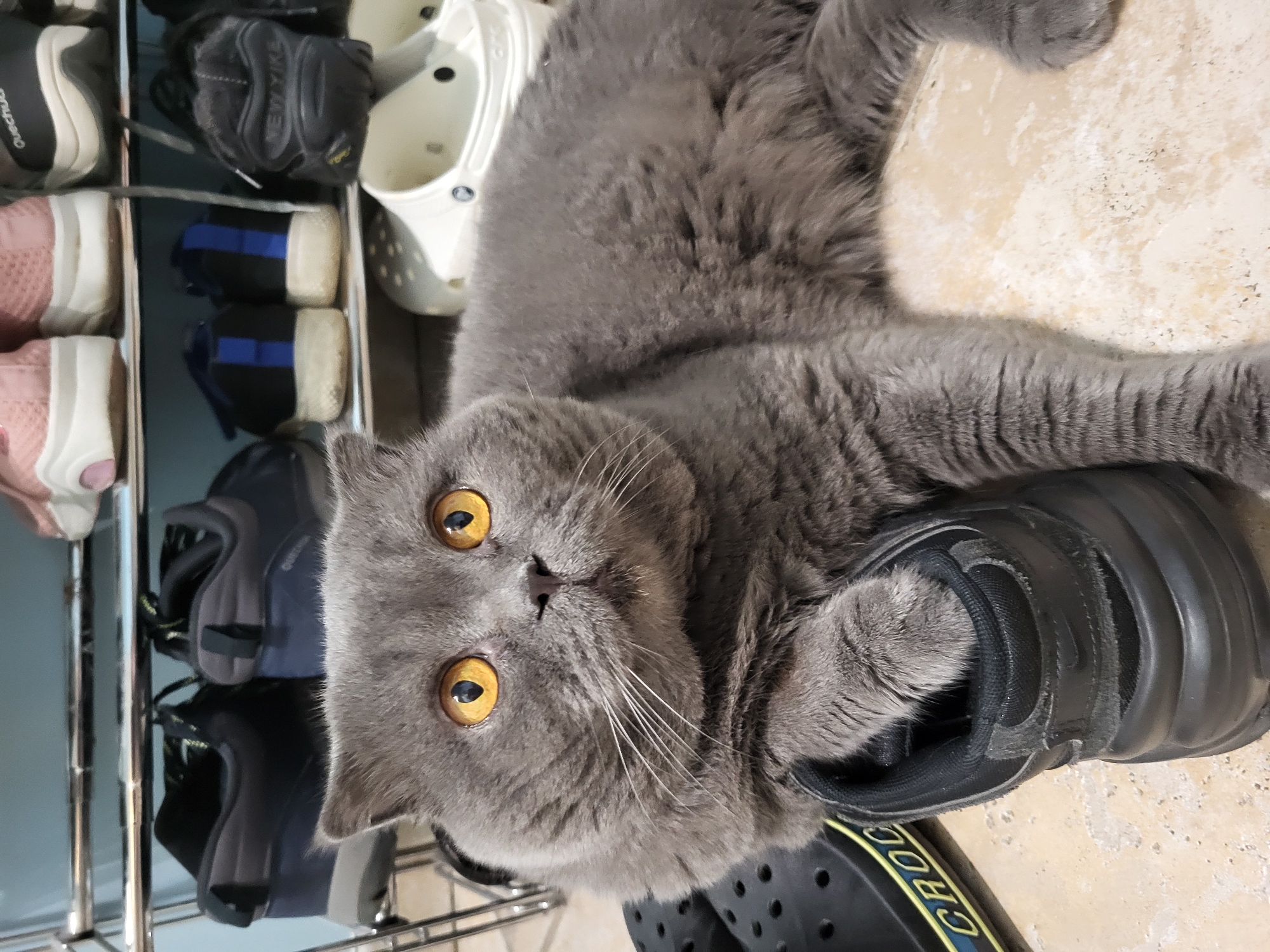 An adult, gray British Shorthair cat with large, round, orange eyes is lying on a tiled floor in front of a shelf of shoes. The cat's left paw is resting on top of a black Nike sneaker, and its body extends towards the right of the frame. Behind the cat, on a shelf, are several pairs of shoes, including athletic sneakers and white Crocs. The background is blurred, but appears to be an indoor setting with shelving units.