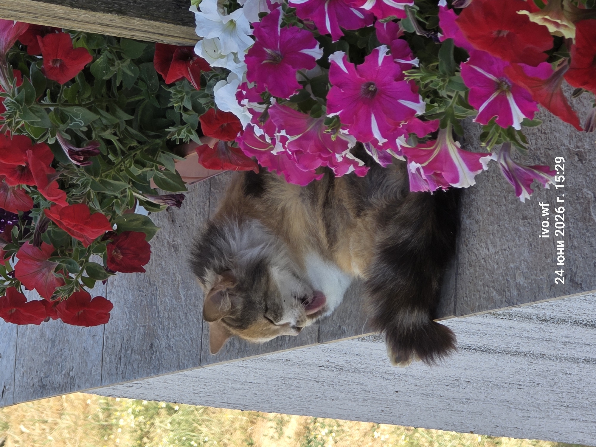 This media file depicts a Calico cat resting on a wooden surface amidst a profusion of petunias. The cat is lying on its side, with its head turned to the side and its pink tongue visible as it licks its nose, suggesting relaxation or grooming. The petunias are a mix of vibrant colors, including deep reds, bright fuchsias with white stripes, and white blooms, creating a colorful backdrop.
The scene appears to be outdoors, likely in a garden setting, given the abundance of flowers. The wooden surface suggests a planter box or a deck. The lighting indicates it is daytime, with natural light illuminating the scene.
Visible text in the bottom right corner reads: "ivo.wf 24 юни 2026 г. 15:29". This indicates the image was captured on June 24, 2026, at 15:29 (3:29 PM), and possibly relates to a file name or timestamp. The location context provided is Chal, Bulgaria. The overall mood of the image is peaceful and serene, highlighting the cat's calm repose amidst the beauty of the flowers.