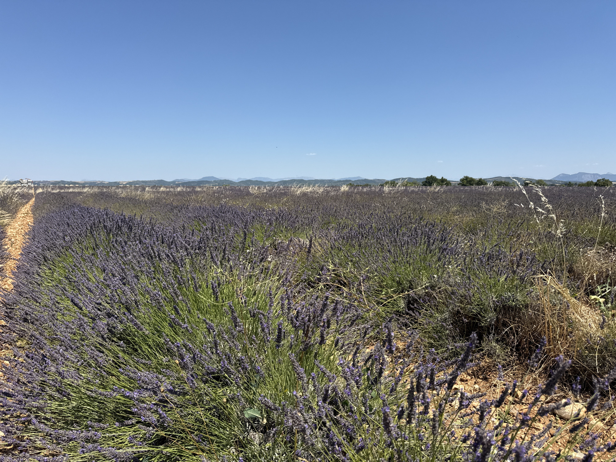 The image depicts a vast field of blooming lavender under a clear blue sky. The foreground is dominated by rows of vibrant purple lavender plants, with their characteristic spiky flower heads and green stems. The plants are dense, creating a textured carpet of color that stretches towards the horizon. A pathway or a gap in the lavender field, marked by dry earth and some dry grass, leads the eye into the scene from the left side.
In the distance, the lavender field continues, interspersed with patches of dry grass and vegetation. Beyond the field, a gentle landscape of rolling hills and mountains is visible, fading into a hazy horizon. A few scattered trees can be seen on the hills. The sky is a brilliant, cloudless blue, suggesting a bright and sunny day.
The lighting indicates it is daytime, likely mid-morning or afternoon, given the strong sunlight. The overall atmosphere is serene and picturesque, evoking a sense of rural tranquility. The scene is characteristic of the lavender fields found in Provence, France, specifically in regions like Saint-Julien-d'Asse, known for their fragrant and visually stunning lavender cultivation. There is no visible text or people in the image. The focus is solely on the natural beauty of the landscape.