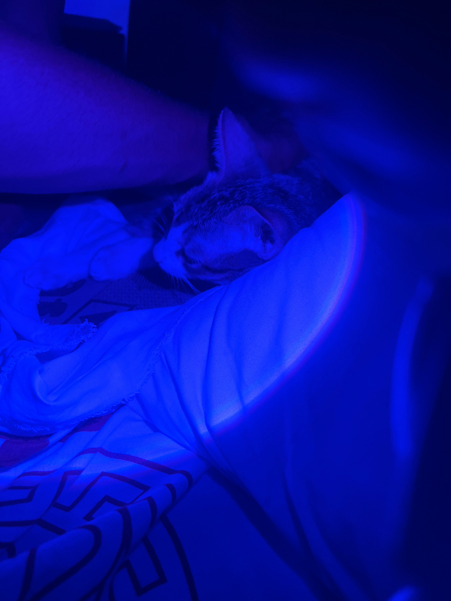 A close-up, low-angle shot captures a tabby cat sleeping on a patterned blanket, illuminated by a vibrant blue light. The cat is curled on its side, with its head resting on the blanket. The blue light casts an otherworldly glow on the scene, obscuring details and creating an abstract atmosphere. The background is dark and indistinct, with hints of a person's arm visible on the left side of the frame. The image appears to be taken indoors, possibly in a bedroom or living area. There are no visible landmarks or clues that would indicate a specific location in Lokoja, Nigeria.