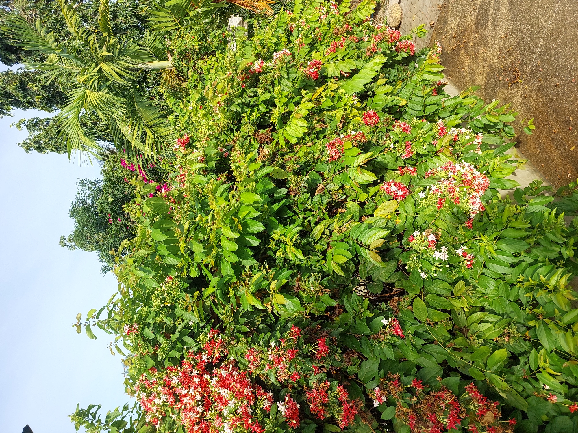 The image depicts a lush green bush laden with red and white flowers, possibly Rangoon creeper, in Baan Mae Nam, Thailand. The vegetation is dense, with a clear blue sky as the backdrop. In the background, tall trees and palm fronds are visible. The bush is situated next to a paved pathway, with a stone or rock visible on the right side of the path. The lighting suggests it is daytime, likely morning or afternoon, with sunlight illuminating the foliage and flowers. There are no people or animals in the frame.