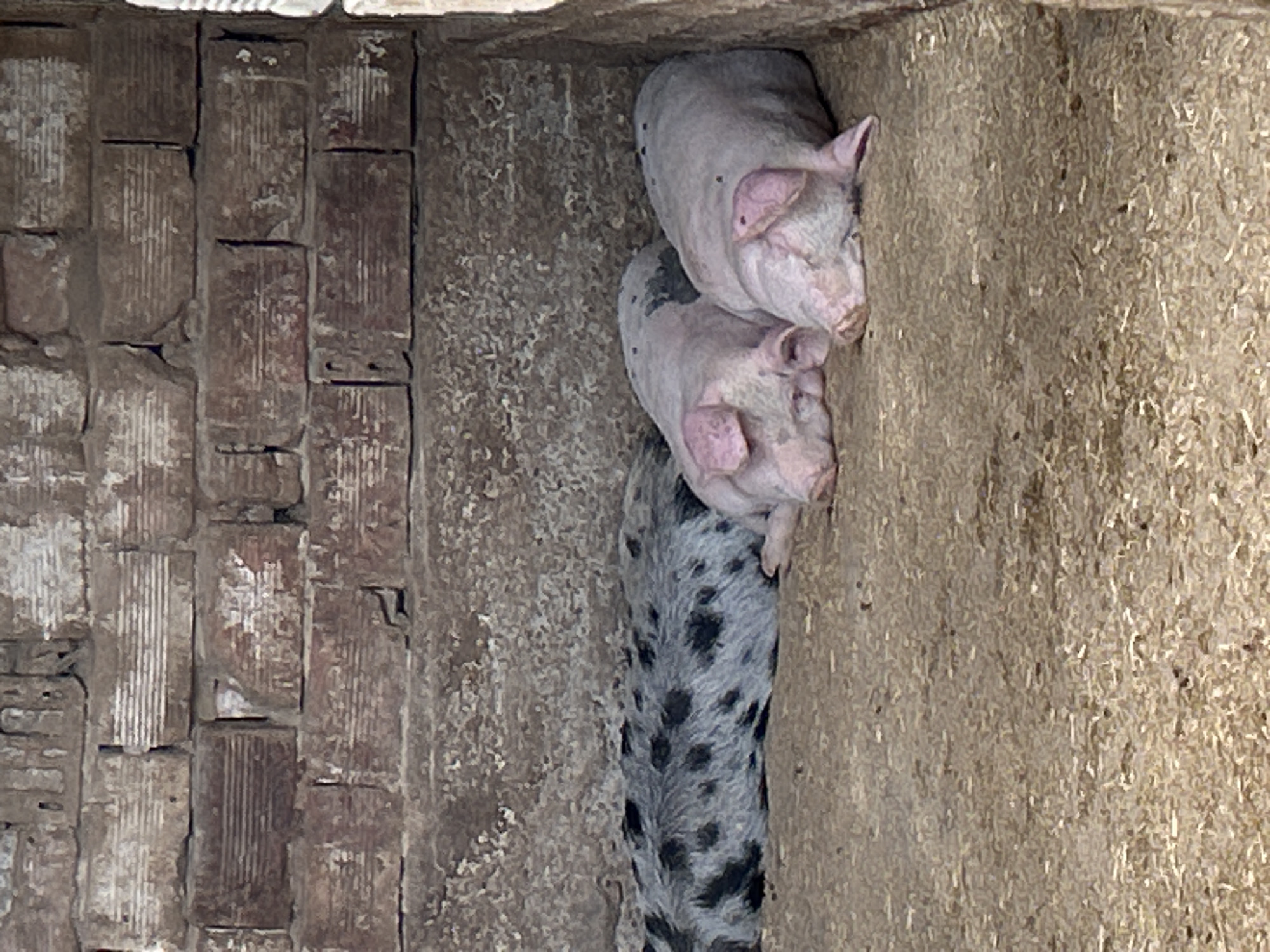 The image depicts three pigs confined in a tight space, possibly a pen or stall. The location is presumably Milkovitsa, Bulgaria. The pigs are piled on top of each other. The environment includes a wall constructed of grooved bricks on one side and what appears to be a solid wall made of straw on the other. The image suggests restricted living conditions for the pigs.