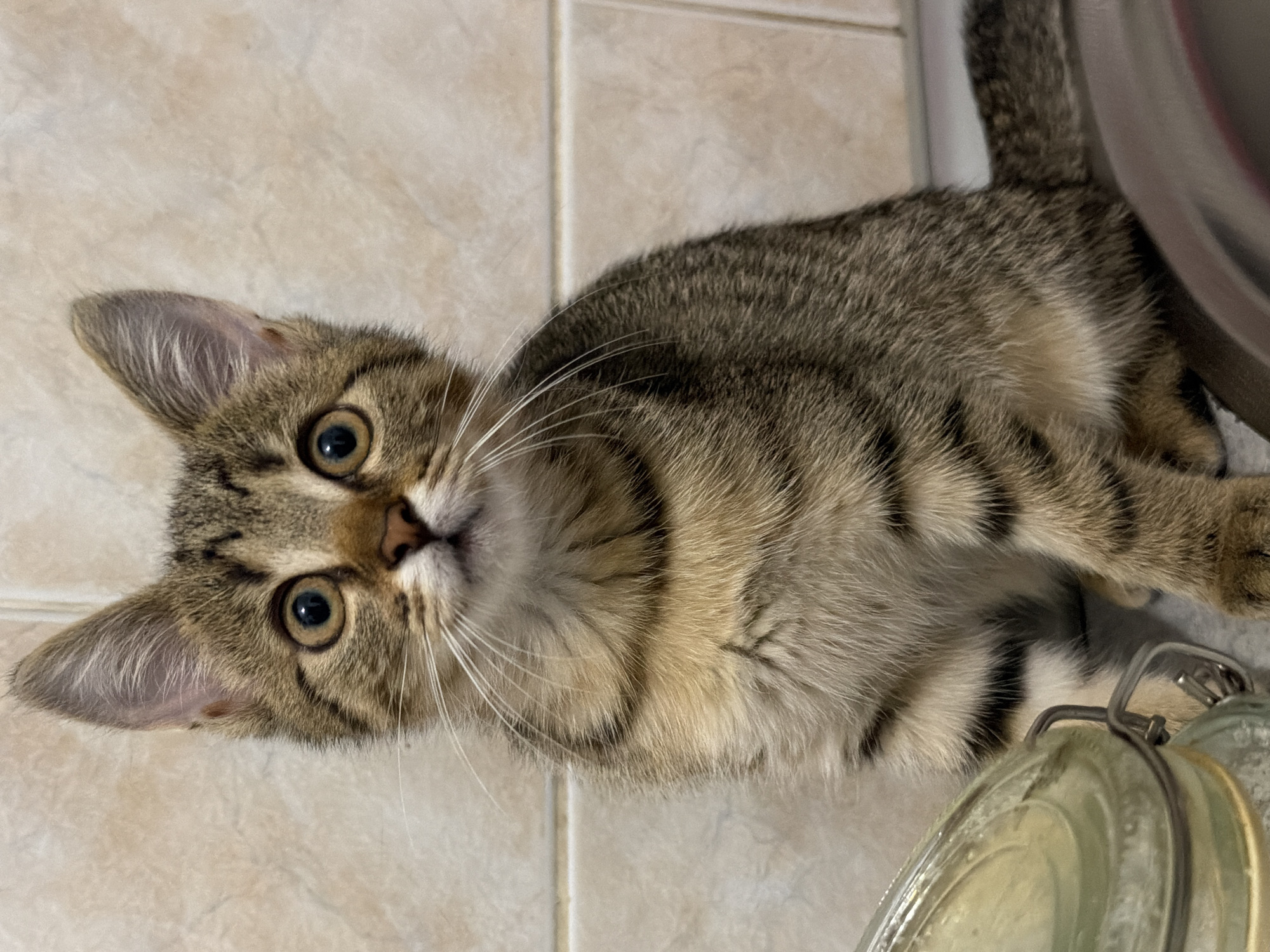 A tabby kitten sits on a counter, looking up at the camera. The kitten has large, round eyes with dark pupils, and prominent white whiskers. Its fur is a mix of brown and black stripes. Behind the kitten is a wall tiled with beige squares. To the left of the kitten, a clear glass jar with a metal lid is visible, and to the right, a dark rim of a bowl or sink can be seen. The overall lighting suggests an indoor setting. The location is Unknown, Unknown.
