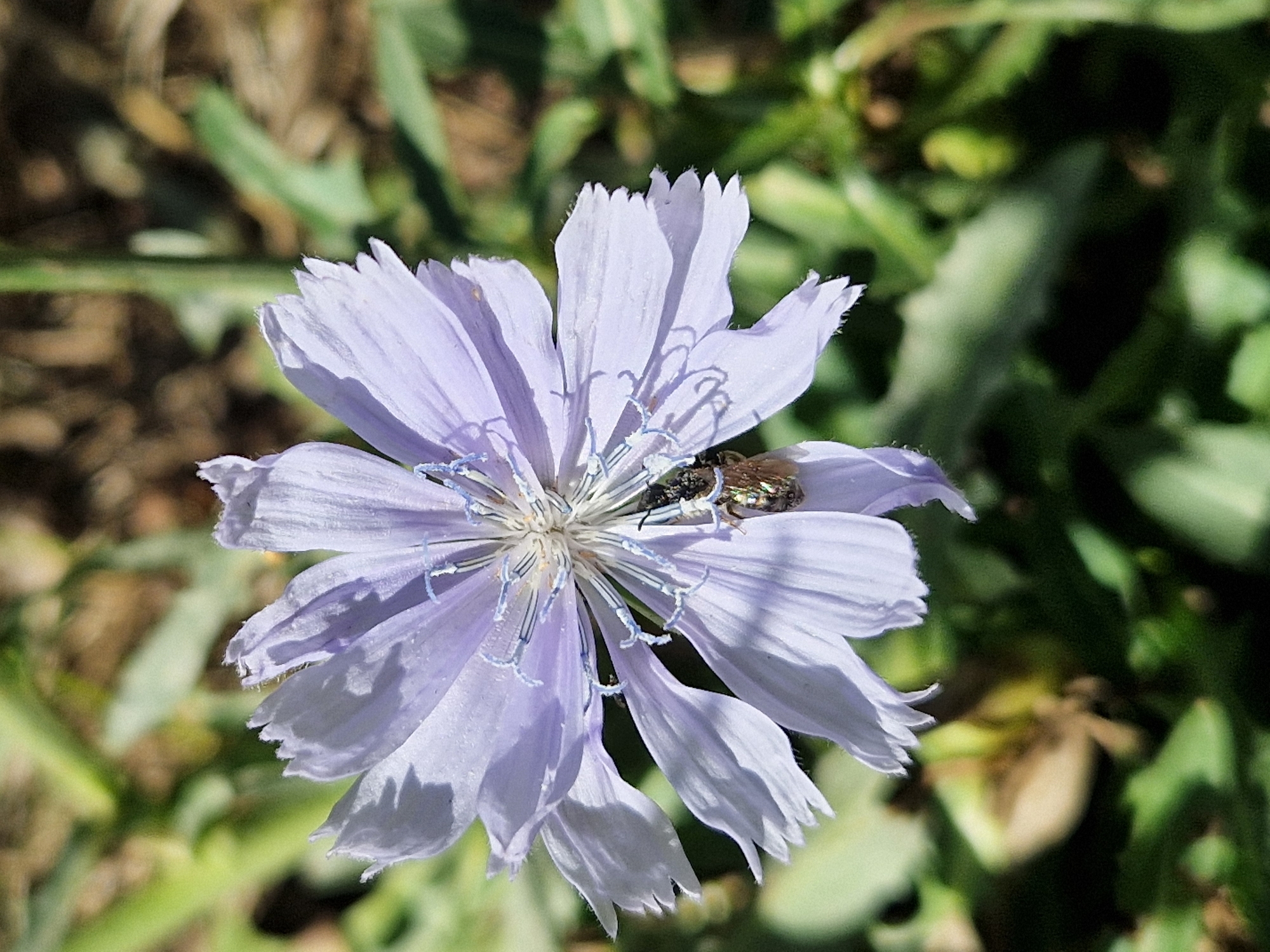 A close-up, overhead shot captures a single, light purple wildflower with delicate, jagged petals. The flower is in focus, with its center showcasing intricate blue stamen. A small, dark insect, possibly a bee or fly, is positioned on the lower right side of the flower's petals, its body angled towards the center. The background is blurred, with green foliage and brown earth suggesting an outdoor environment, likely a garden or natural setting. The lighting indicates a sunny day, casting soft shadows on the flower's petals.