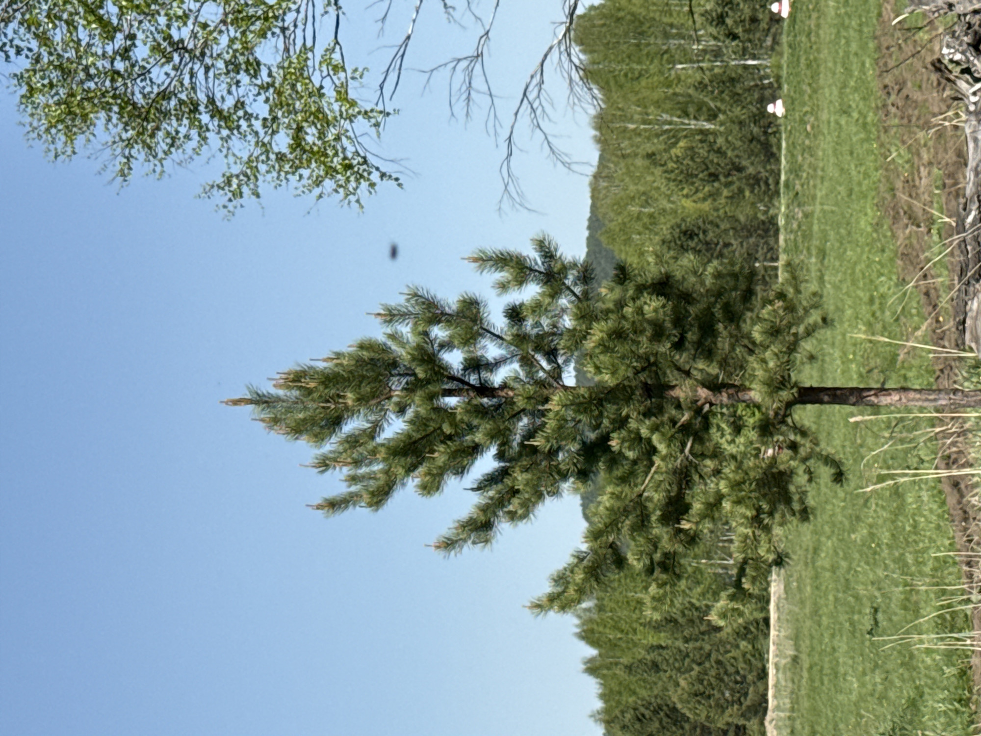 The image shows a tree in a field, likely in a rural area. The sky is blue and mostly clear. There are trees in the background and a small object, possibly a bug, is visible in the air. The location is Leninsk, Russia.