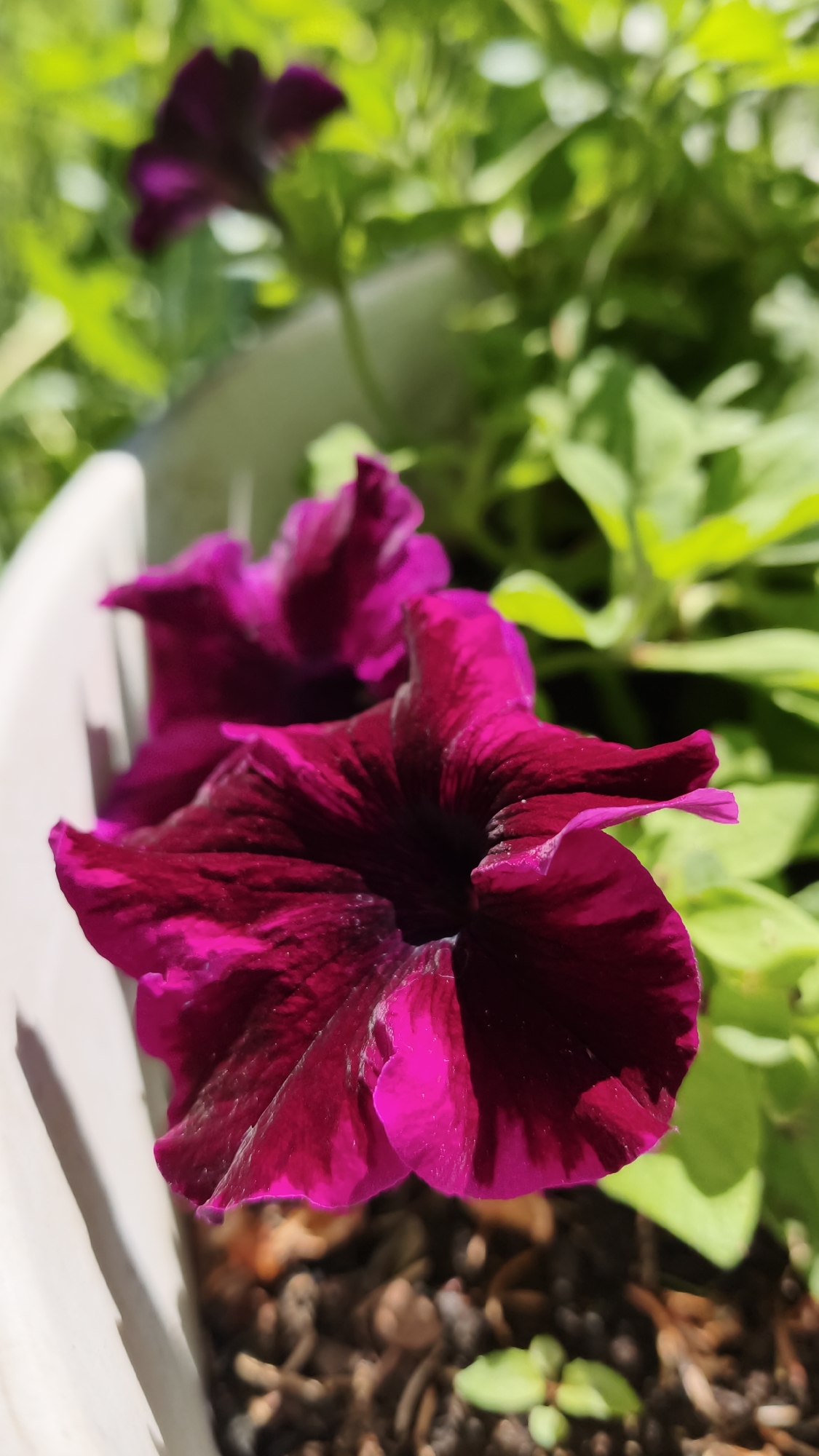 In Angarskie Khutora, Russia, a close-up, eye-level shot captures two vibrant magenta petunias in bloom, their petals unfurling towards the viewer. The flower in the foreground is sharply in focus, showcasing its velvety texture and deep, rich color, with delicate veins visible on its broad, trumpet-shaped petals. A second petunia, slightly out of focus, peeks from behind the first, its bloom a darker, more purplish hue. The flowers are nestled in a white planter, the rim of which is visible in the lower left quadrant of the image. The background is a soft blur of lush green foliage, indicating a garden setting bathed in natural sunlight. The ground beneath the planter appears to be a mixture of soil and mulch, with tiny green seedlings emerging from the dark earth. The overall impression is one of natural beauty and serene outdoor growth.