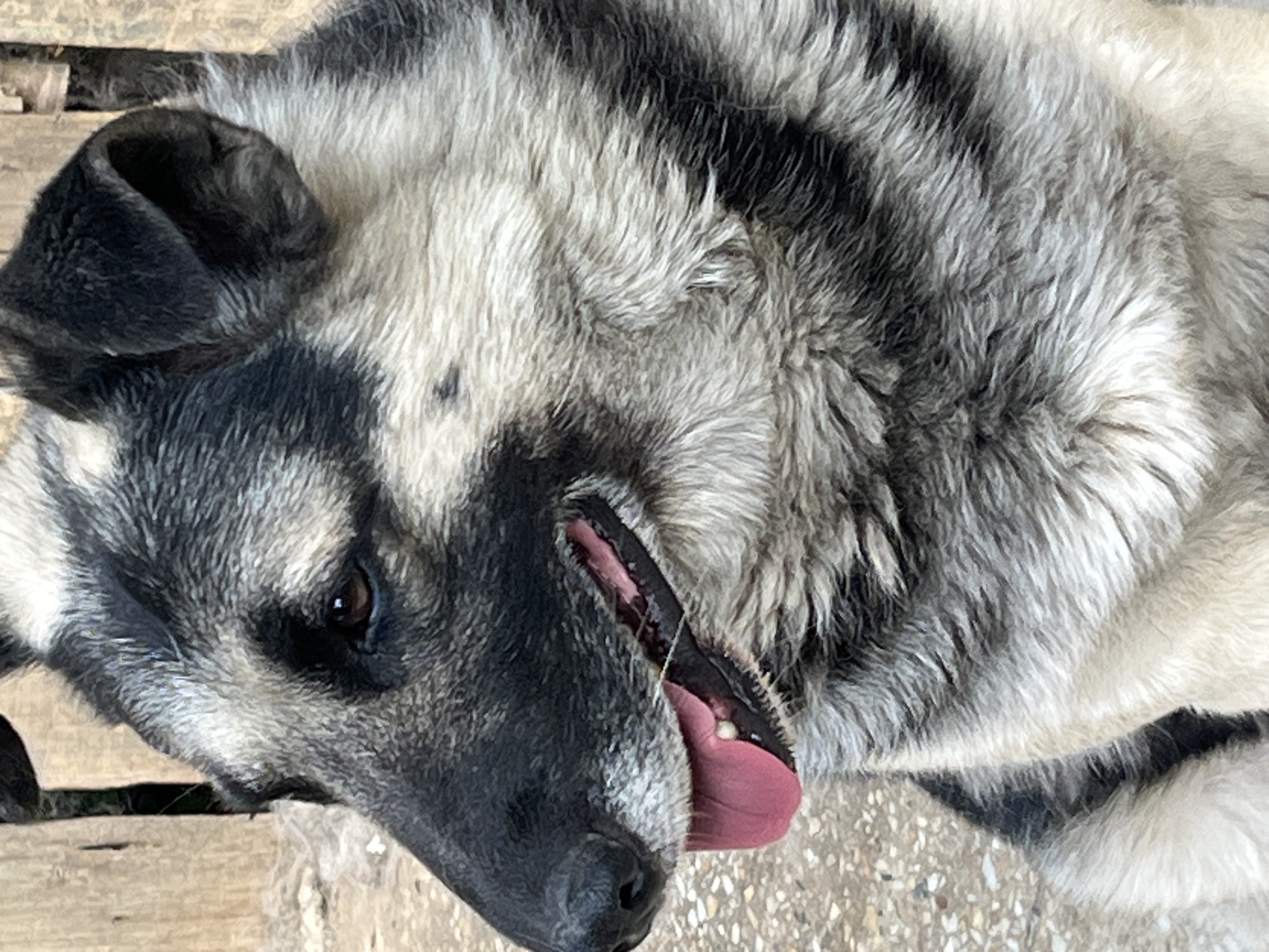 This close-up, overhead shot captures a dog with a distinctive black and grey coat. The dog's head is tilted, and its mouth is open with its pink tongue visible, suggesting it might be panting or about to lick its lips. Its eyes, a deep brown, are visible on the left side of its face. The dog's fur is thick and appears somewhat messy, with stark contrasts between the black and lighter grey markings.
The setting appears to be outdoors, with the dog lying on a surface that looks like weathered wooden planks. In the background, the ground is visible, a speckled texture that resembles concrete or pavement. The lighting suggests it might be daytime, but the specific time is unclear. There are no people or other animals visible in the frame. The overall impression is a candid moment of a dog relaxing or resting in an outdoor environment. No text is visible in the image.