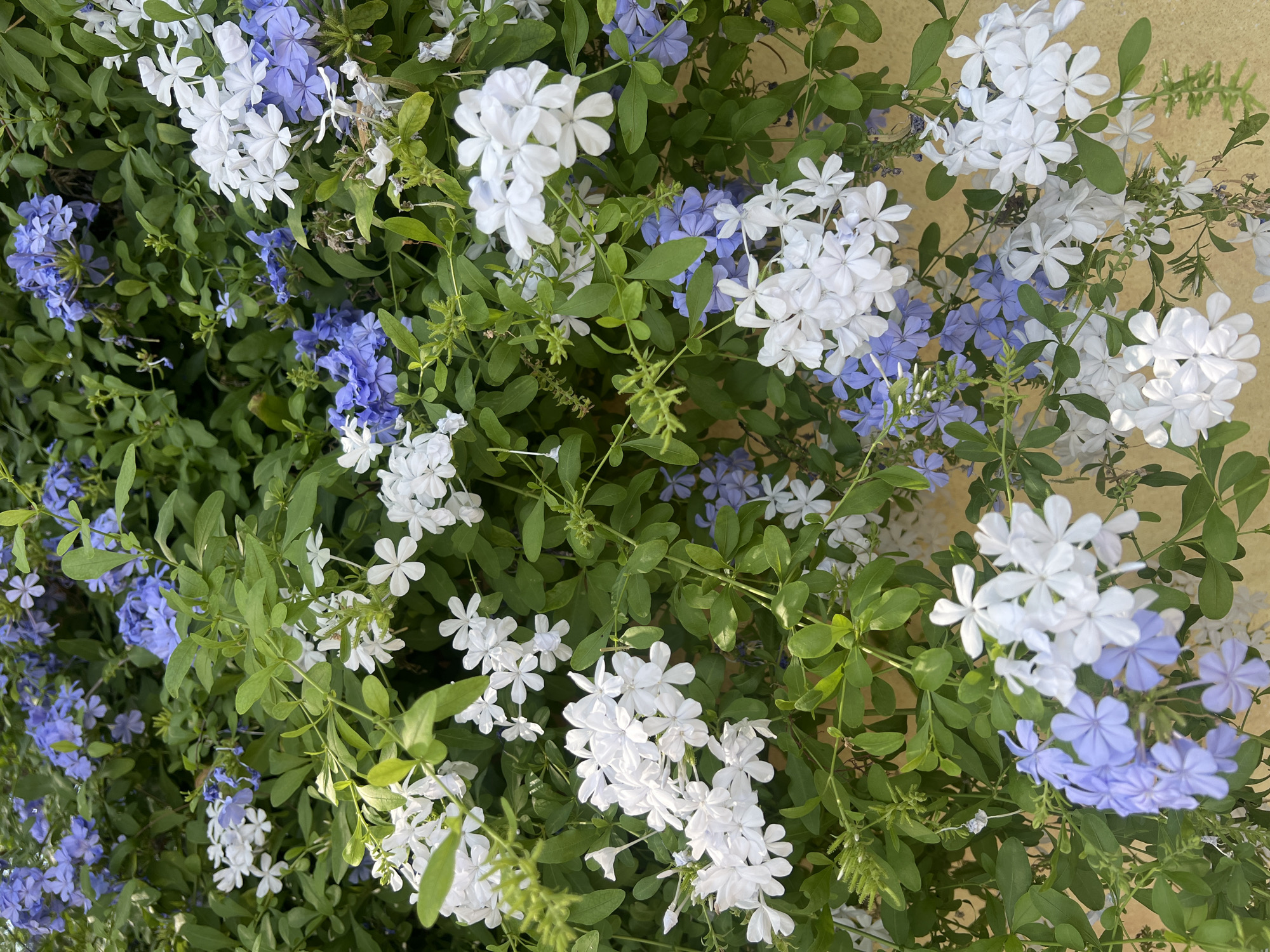 This is a close-up, eye-level, outdoor, vertical shot of a flowering bush, likely Plumbago, with clusters of white and light blue flowers. The bush is dense with green leaves, and some of the flowers are in full bloom while others are budding. The background is a textured, light yellow wall. There are no people or animals visible in the image. The lighting suggests it is daytime, with some dappled light. The image appears to have been taken in Rome, Italy, based on its presence in the "Rome, Italy" dataset.