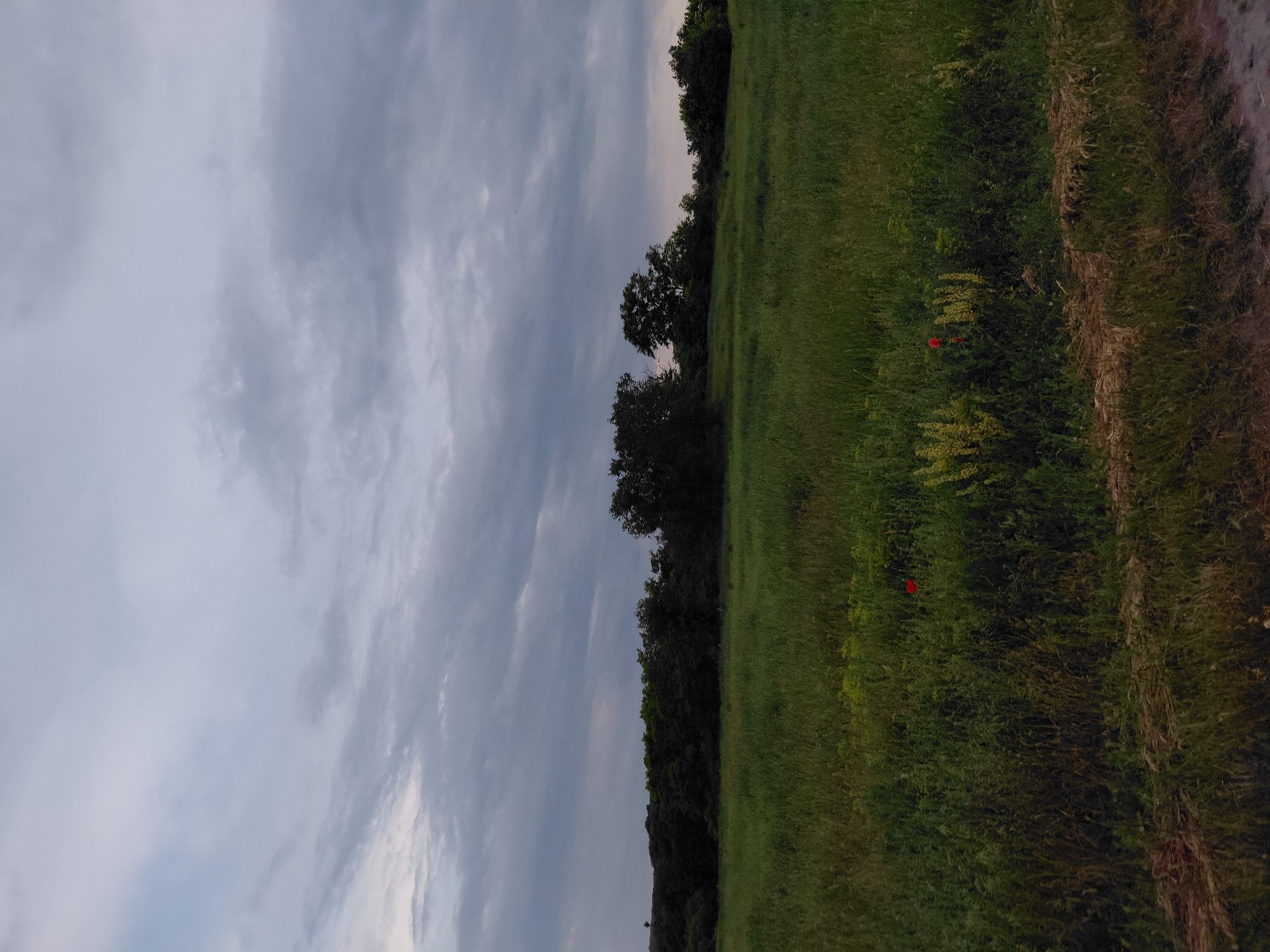 This image depicts a wide outdoor landscape under an overcast sky. The location is Unknown, Unknown. The upper 55-60% of the frame is dominated by a densely clouded grey sky, exhibiting variations in shade from light grey to darker tones, indicative of heavy cloud cover with no direct sunlight. Below the sky, a continuous, dark green band of deciduous trees and dense shrubbery extends horizontally across the middle distance, forming the horizon line. A singular, small, dark tree or shrub is visible on a slight elevation at the far left edge of this tree line. The lower 40-45% of the image foreground consists of a vibrant green field of herbaceous vegetation, including various grasses and broad-leafed plants, appearing somewhat uncultivated. Two distinct red flowers, consistent with poppies, are situated within this green field: one in the lower-middle left and another in the lower-middle right portions of the field. Patches of lighter green and yellowish-green vegetation are interspersed among the dominant green. A narrow strip of dried, light brown vegetation, possibly withered grass or straw, lies horizontally across the bottom edge of the foreground, suggesting a boundary or disturbed ground. No human figures, animals, or man-made structures are discernible within the frame. The lighting is uniformly diffused, consistent with an overcast day, resulting in soft to imperceptible shadows.